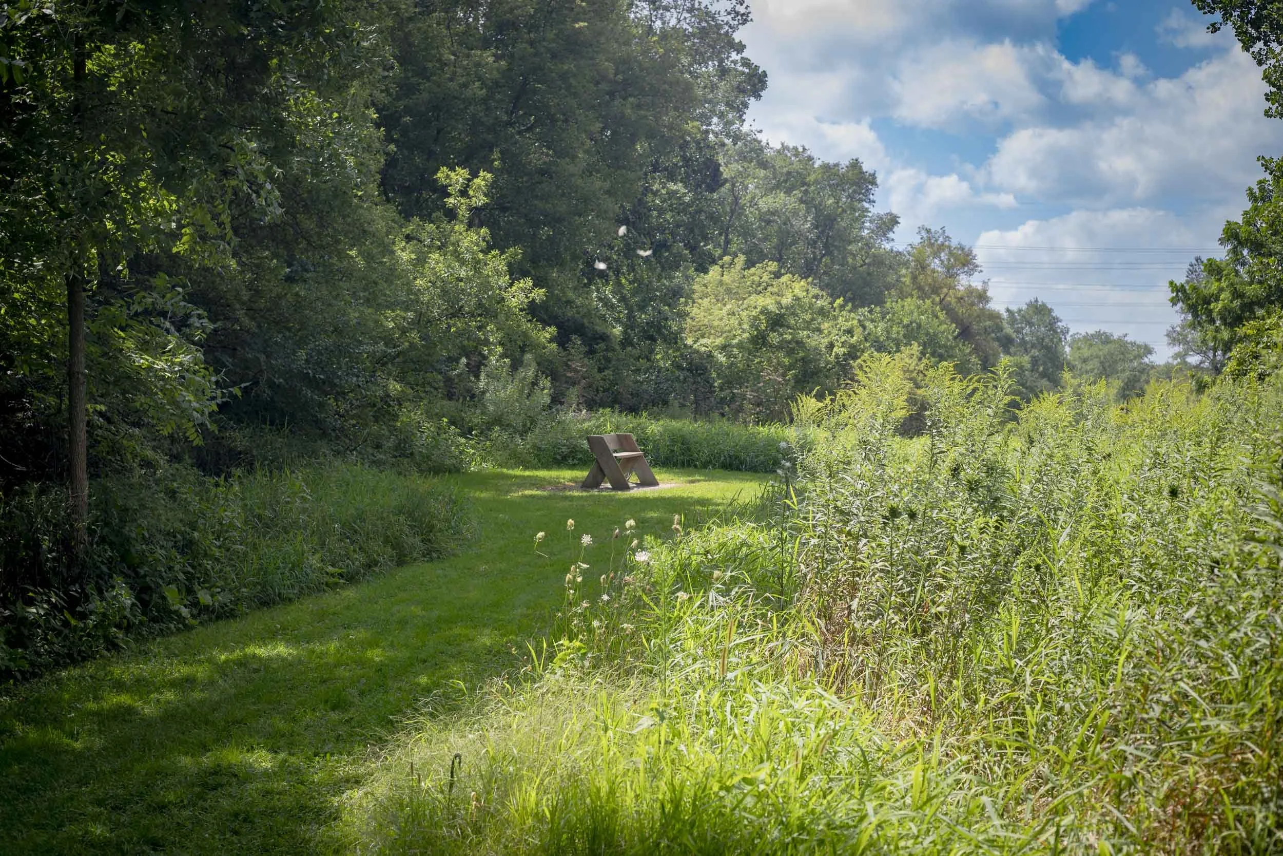 A mown grass path curving between woodland and tall meadow plants.