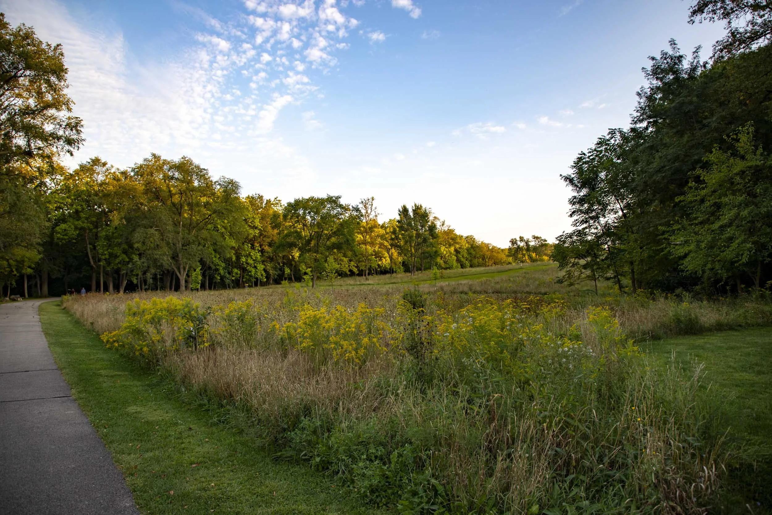 An open grassy meadow bordered by trees beneath a blue sky.