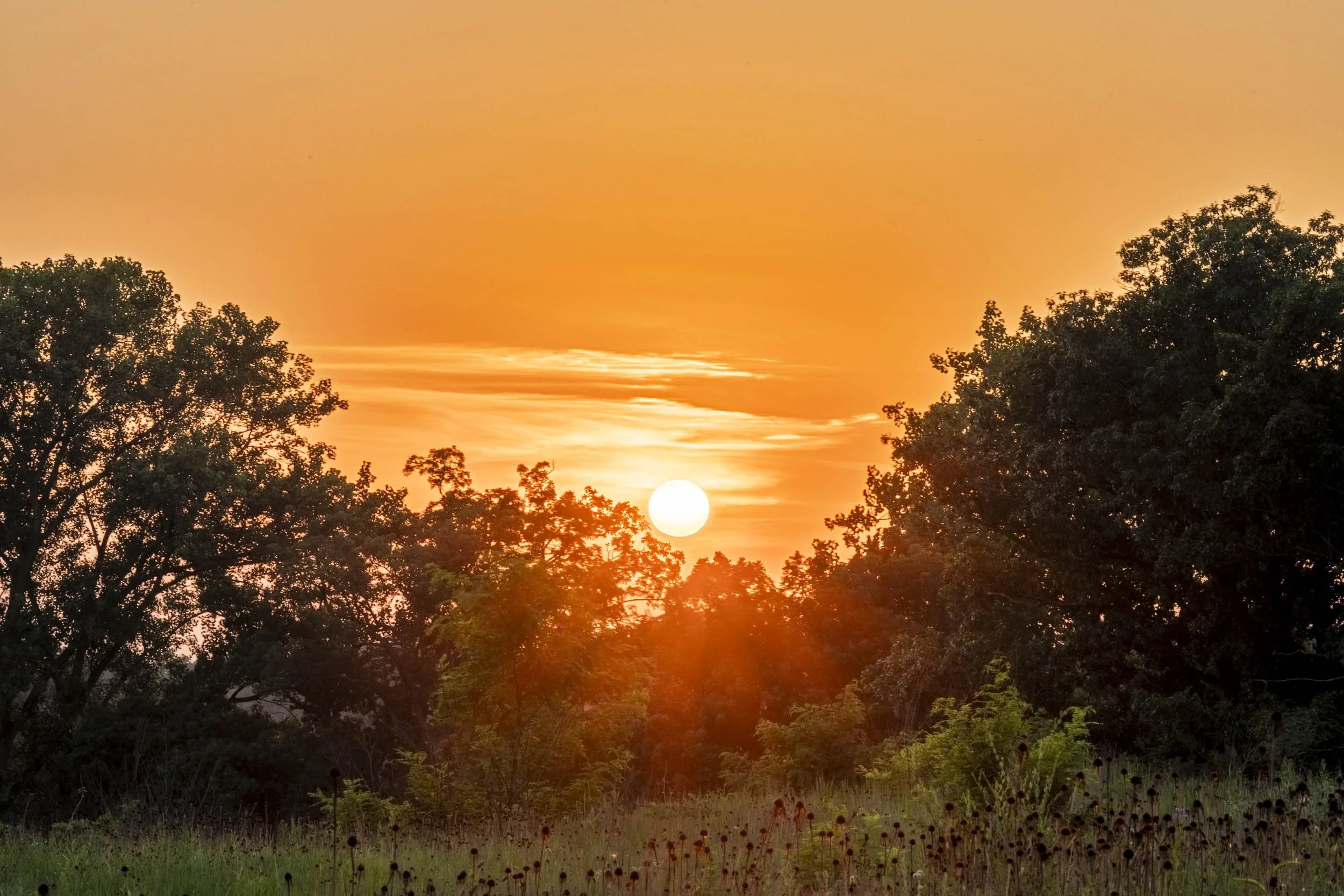 Orange sunset glowing between trees above a green meadow.