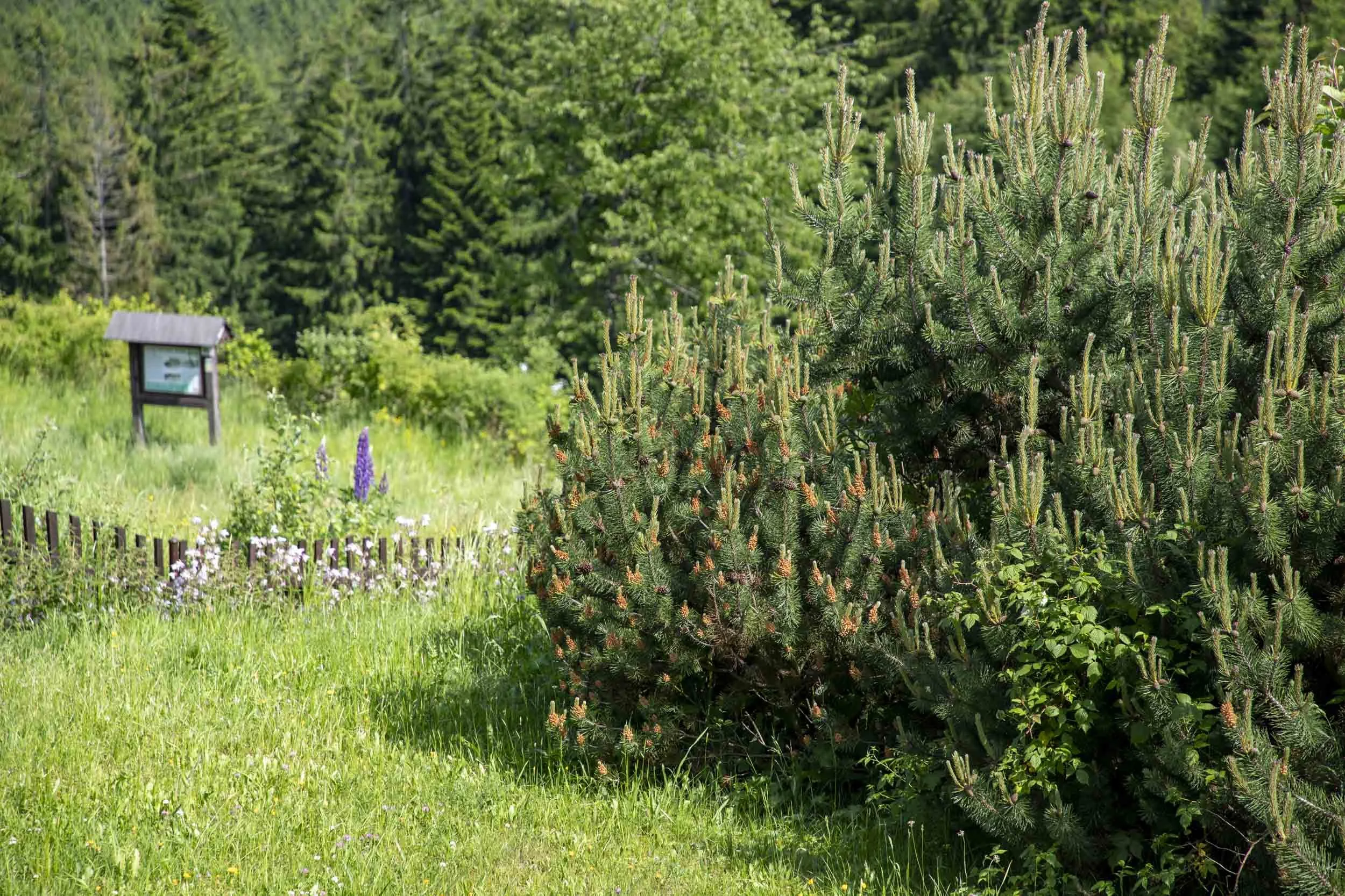 Borovice-250606.jpg