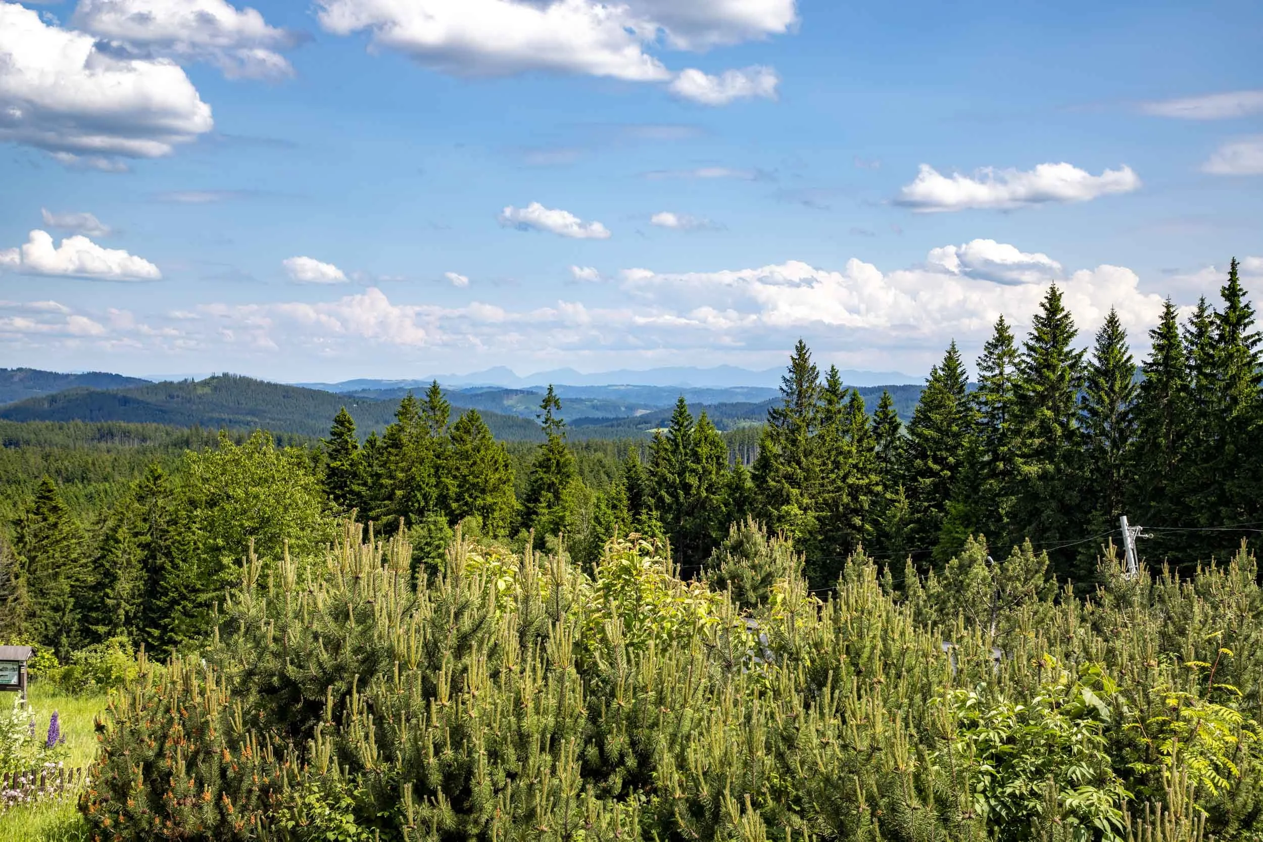 Charbulak Vyhled-250606.jpg