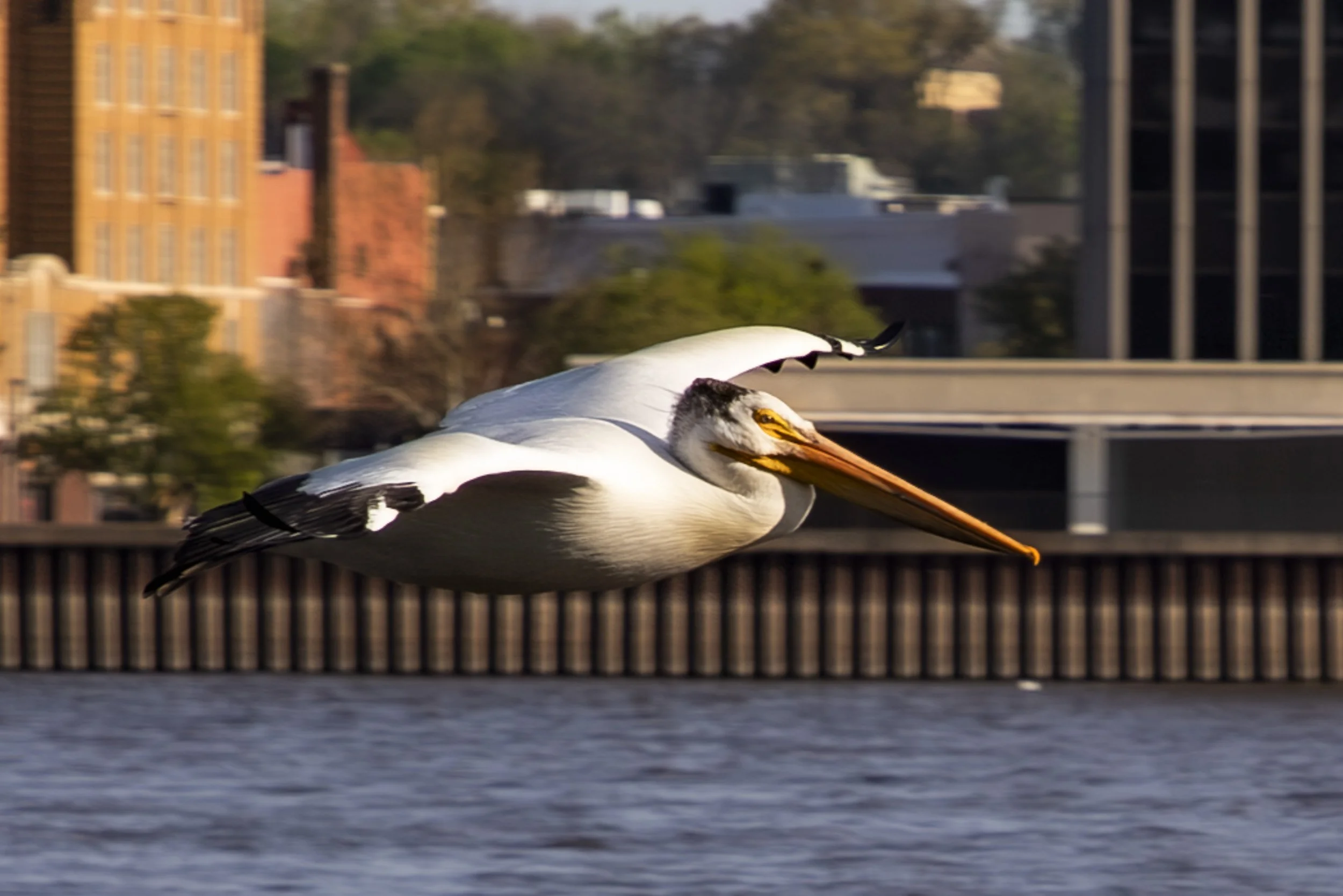 Pelican