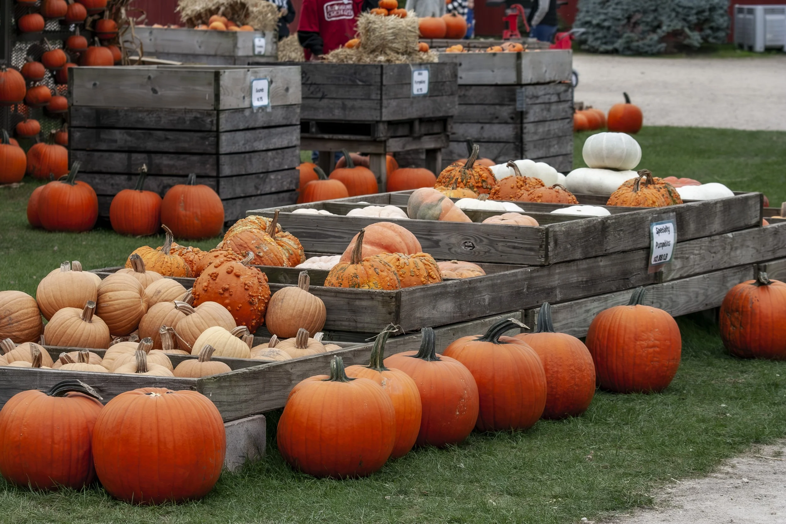 It's pumpkin season. Pumpkins lined up waiting for their customers.