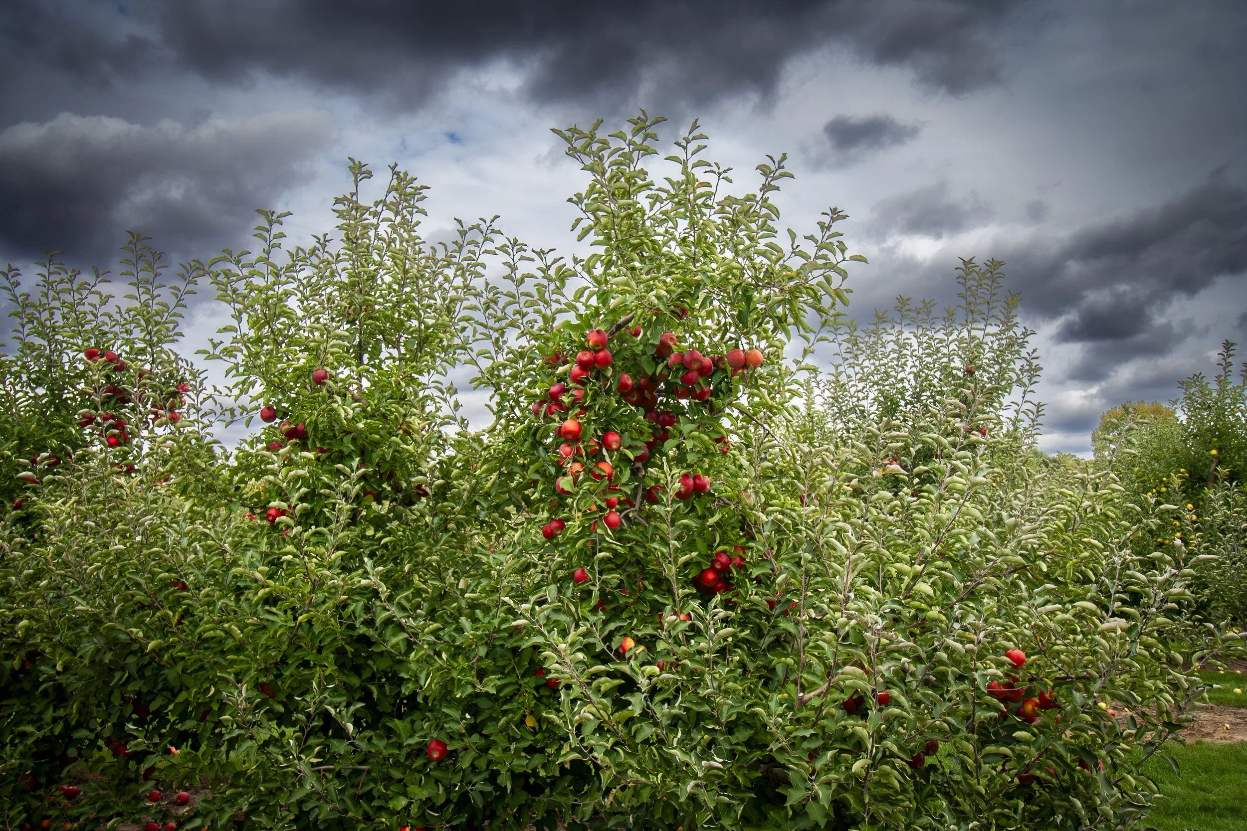 It's harvest time. The bright red color of the berries invites you to pick them.