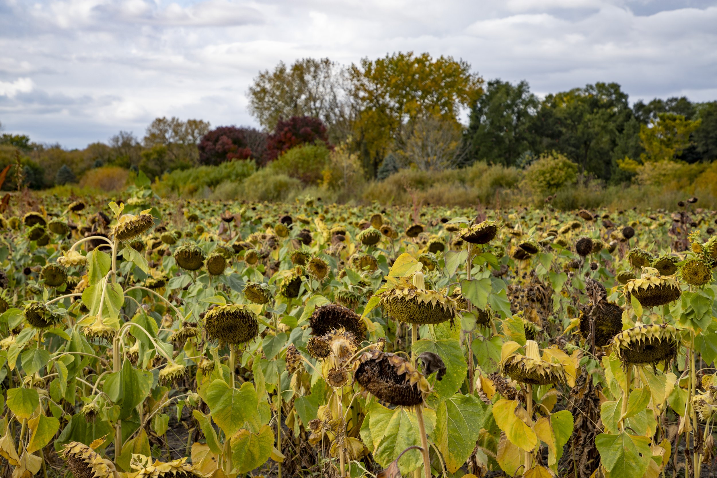 The sunflowers have ripened and are ready for harvest.