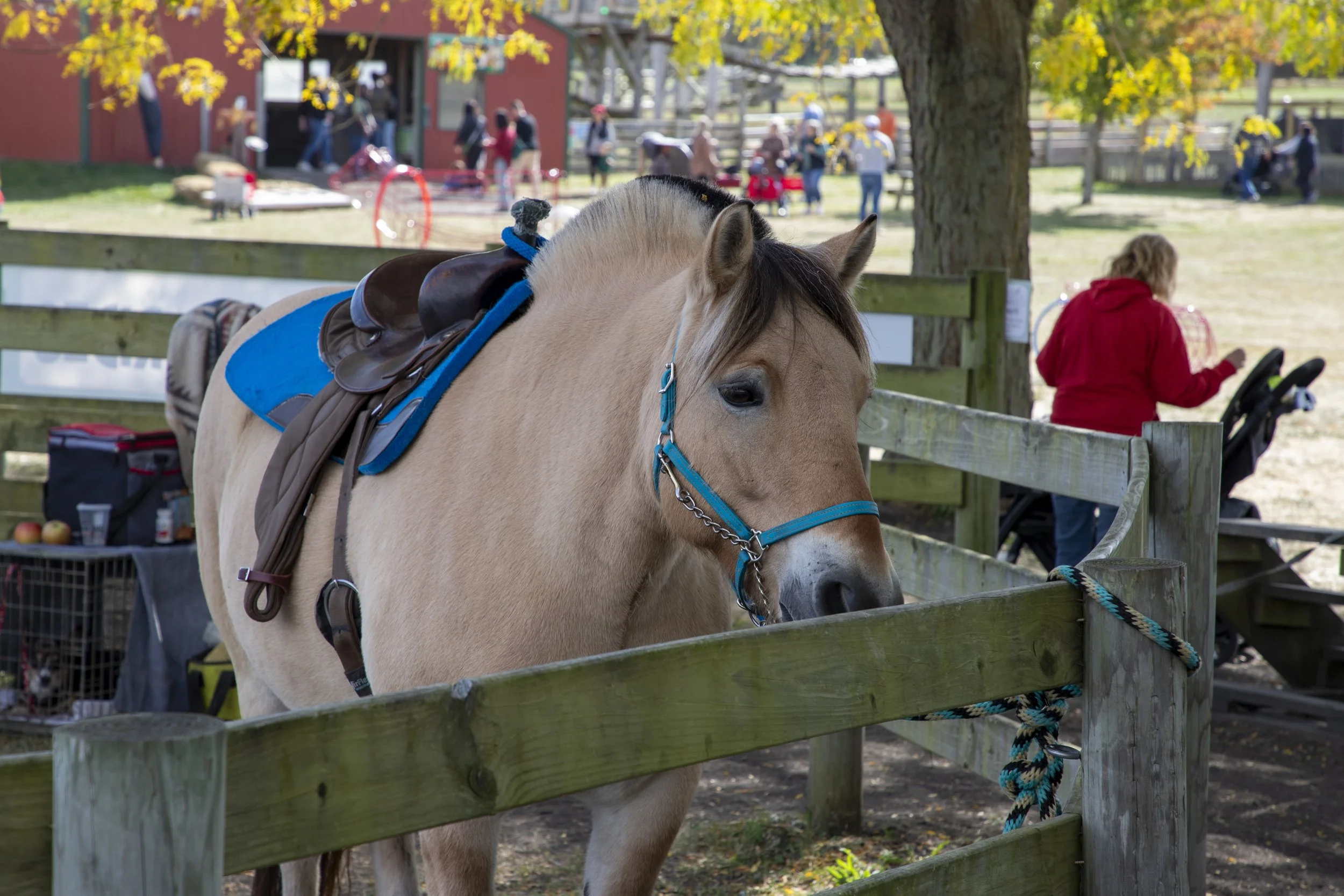 A saddled horse waiting for a rider in a wooden corral.