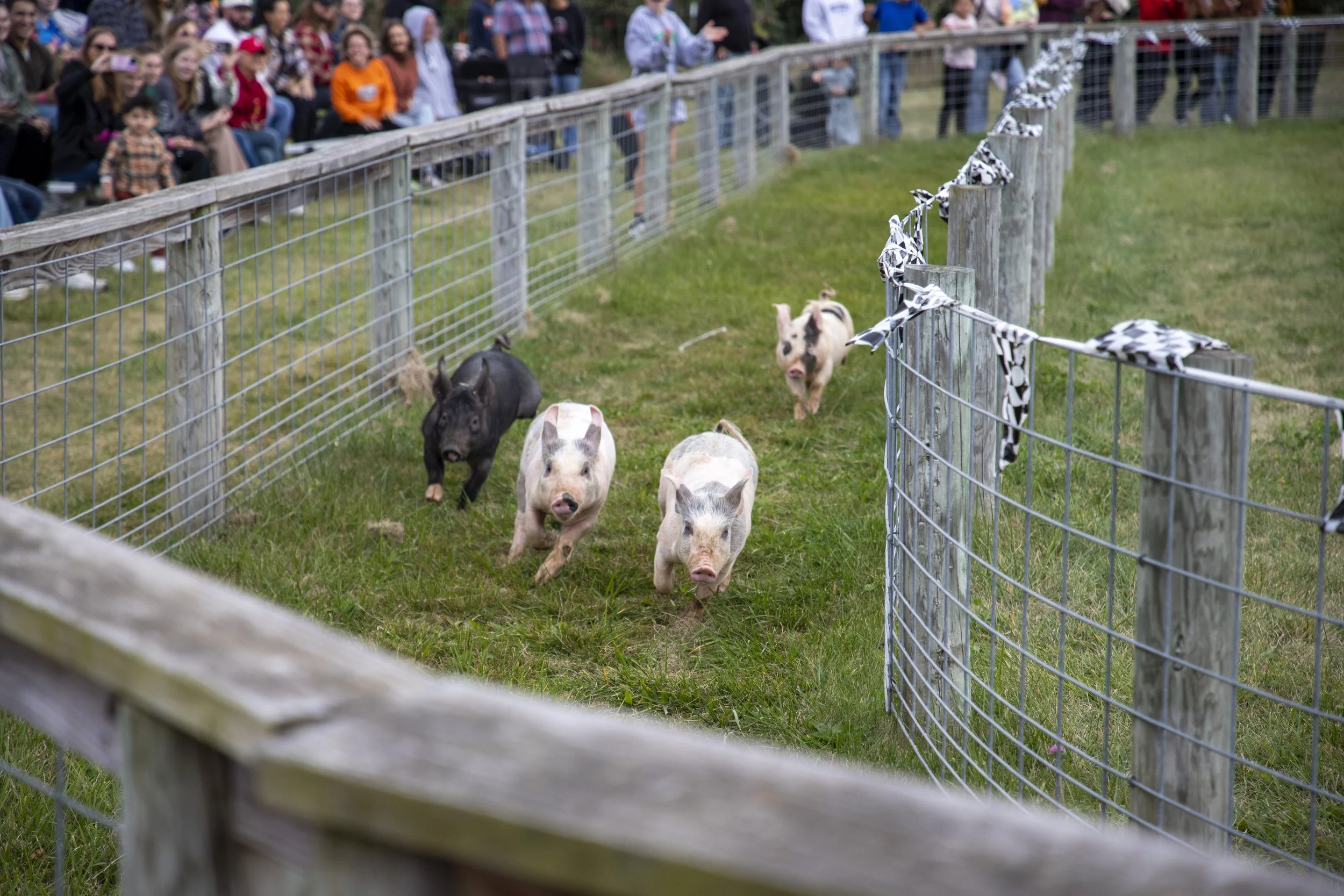 It's clear that even pigs have a sporting spirit. Running races on the track at All Seasons Orchard.
