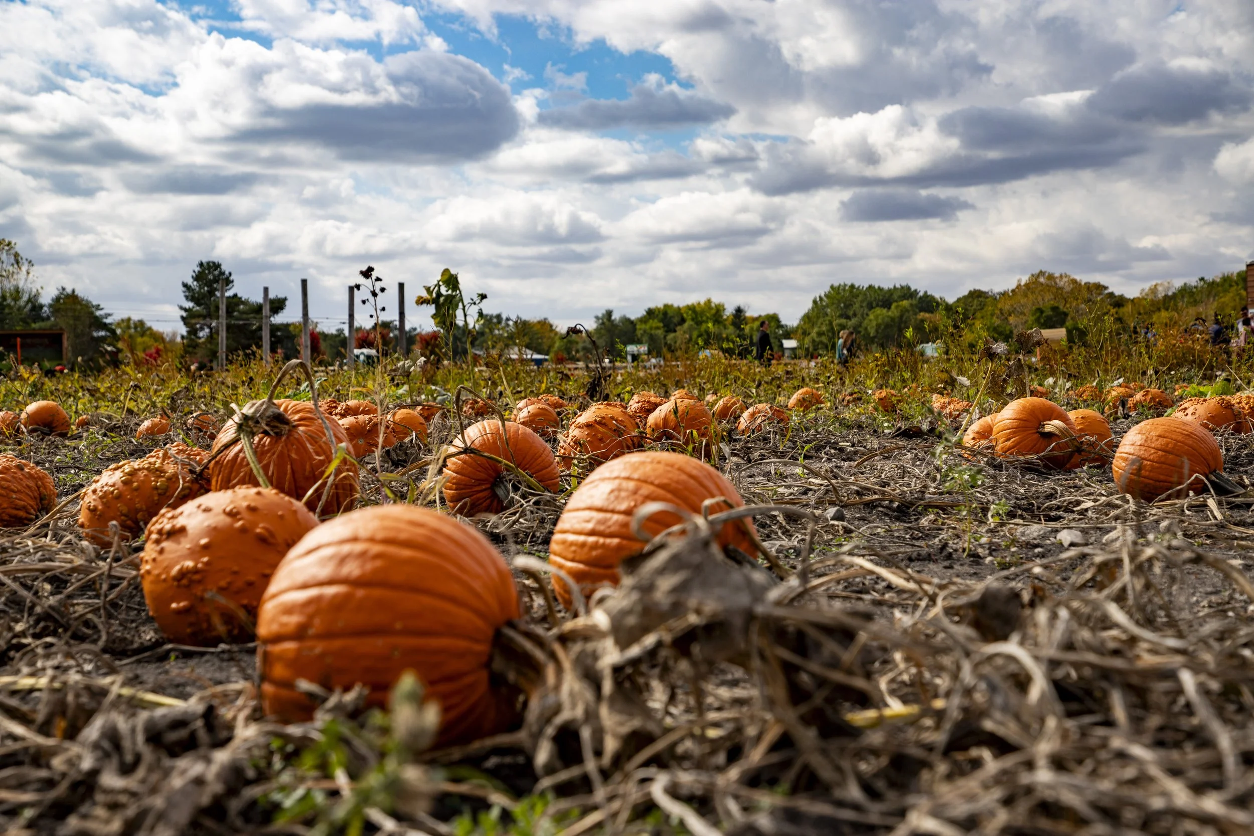 Ripening pumpkins lying on the ground in contrast with white clouds predicting a change in the weather.