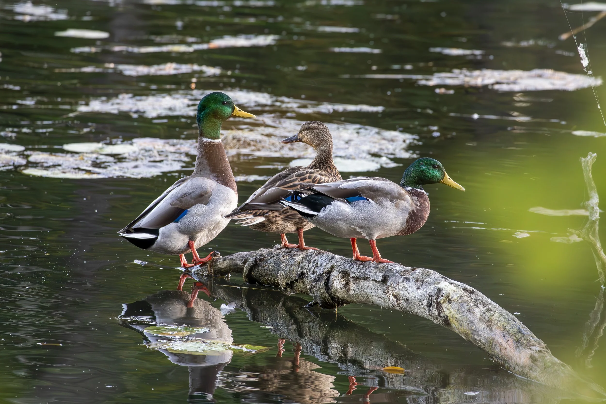 Ducks resting on a piece of fallen log just before sunset.
