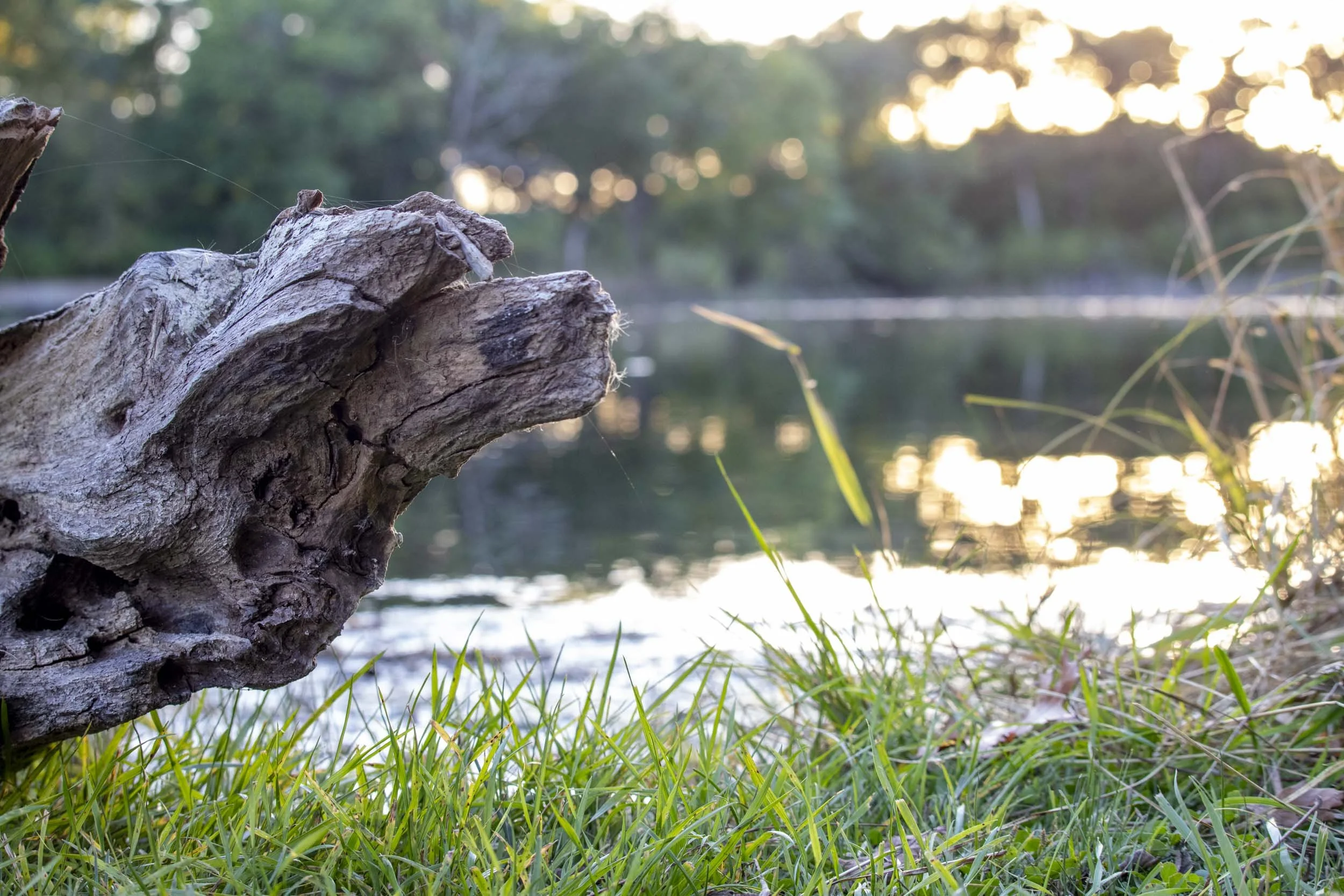 Old wooden log on side of a pond in Fel-PRO nature park