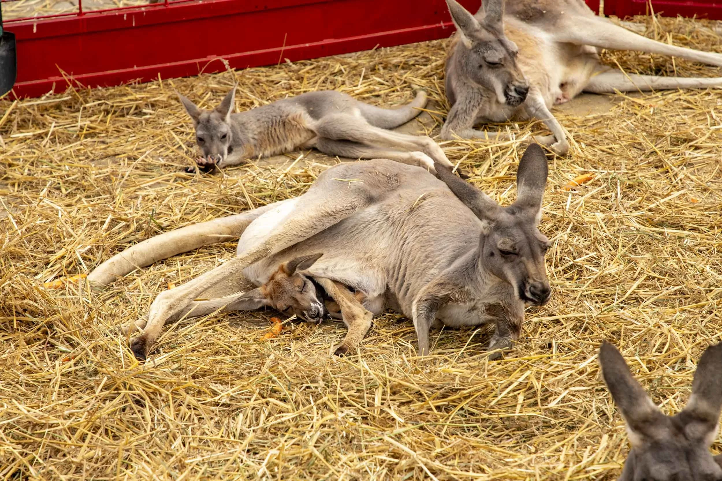 A kangaroo mother lying on straw, resting with her offspring in her pouch.