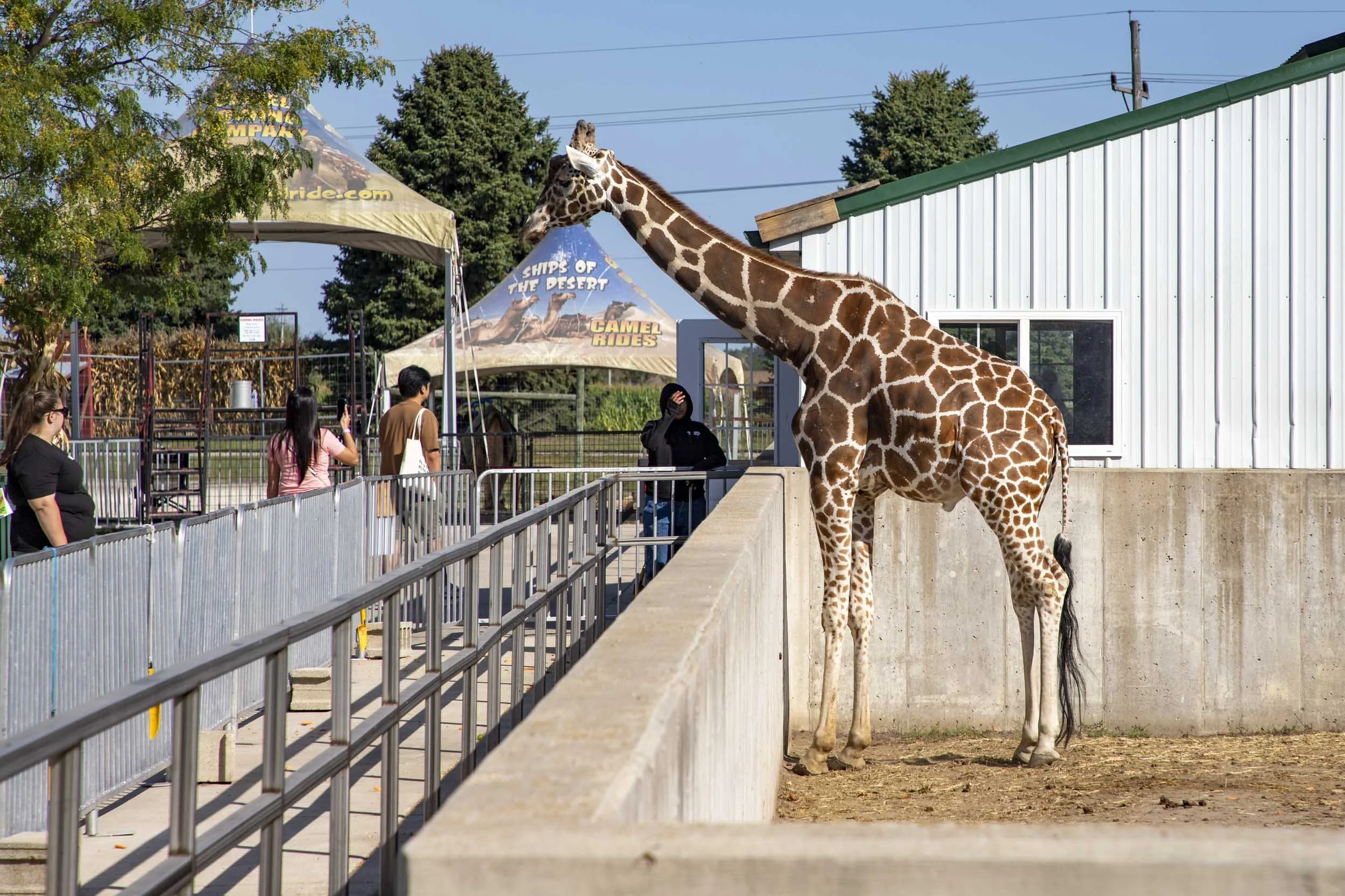A giraffe in its enclosure awaits treats from curious visitors.