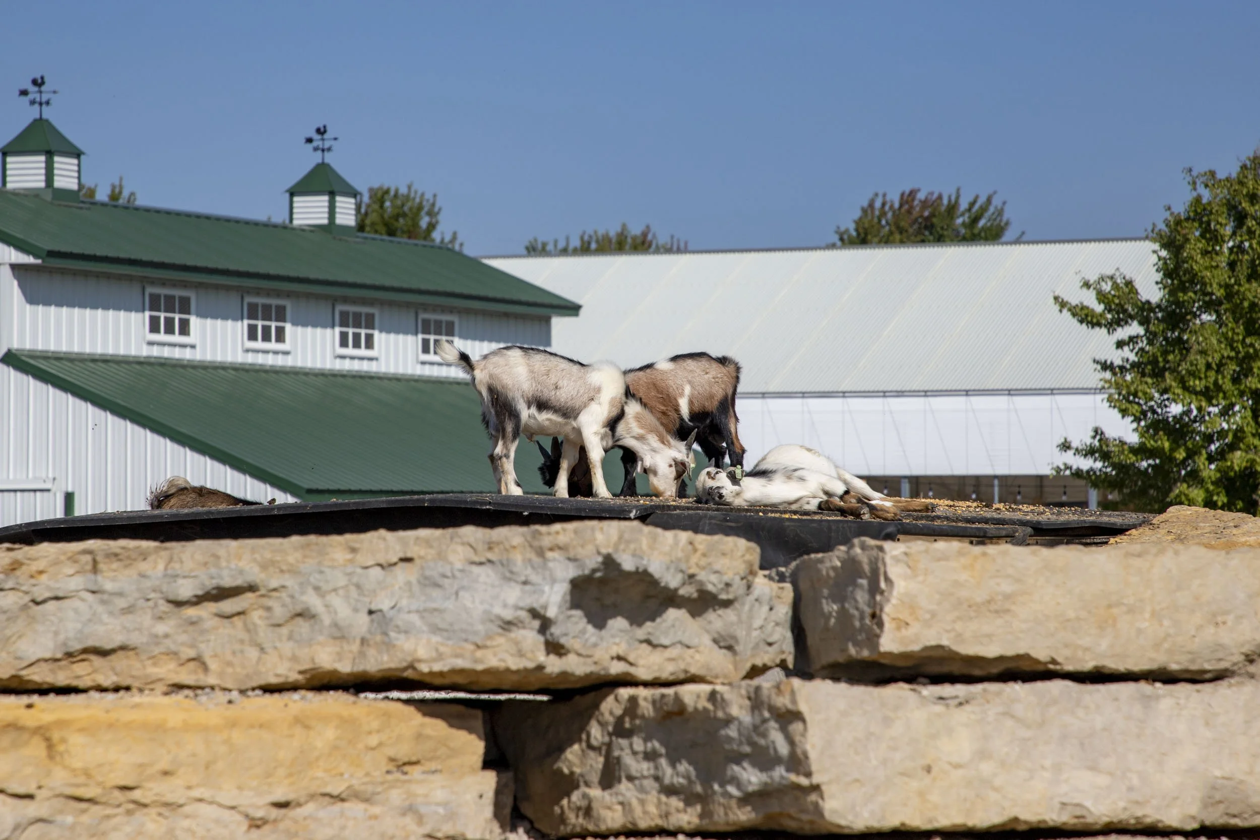 goats at play
