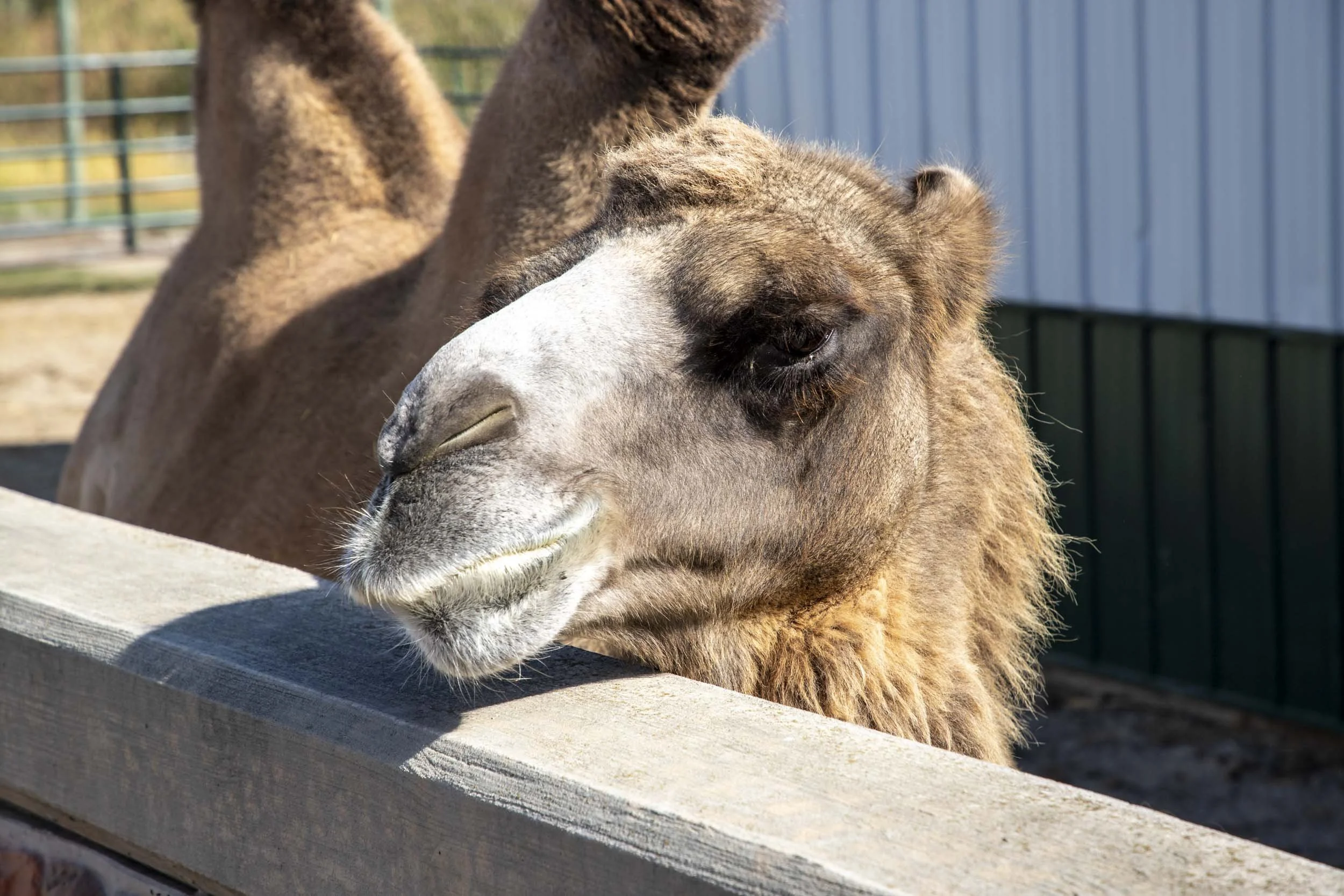 A camel adjusting its sun-drenched face for a photo shoot.
