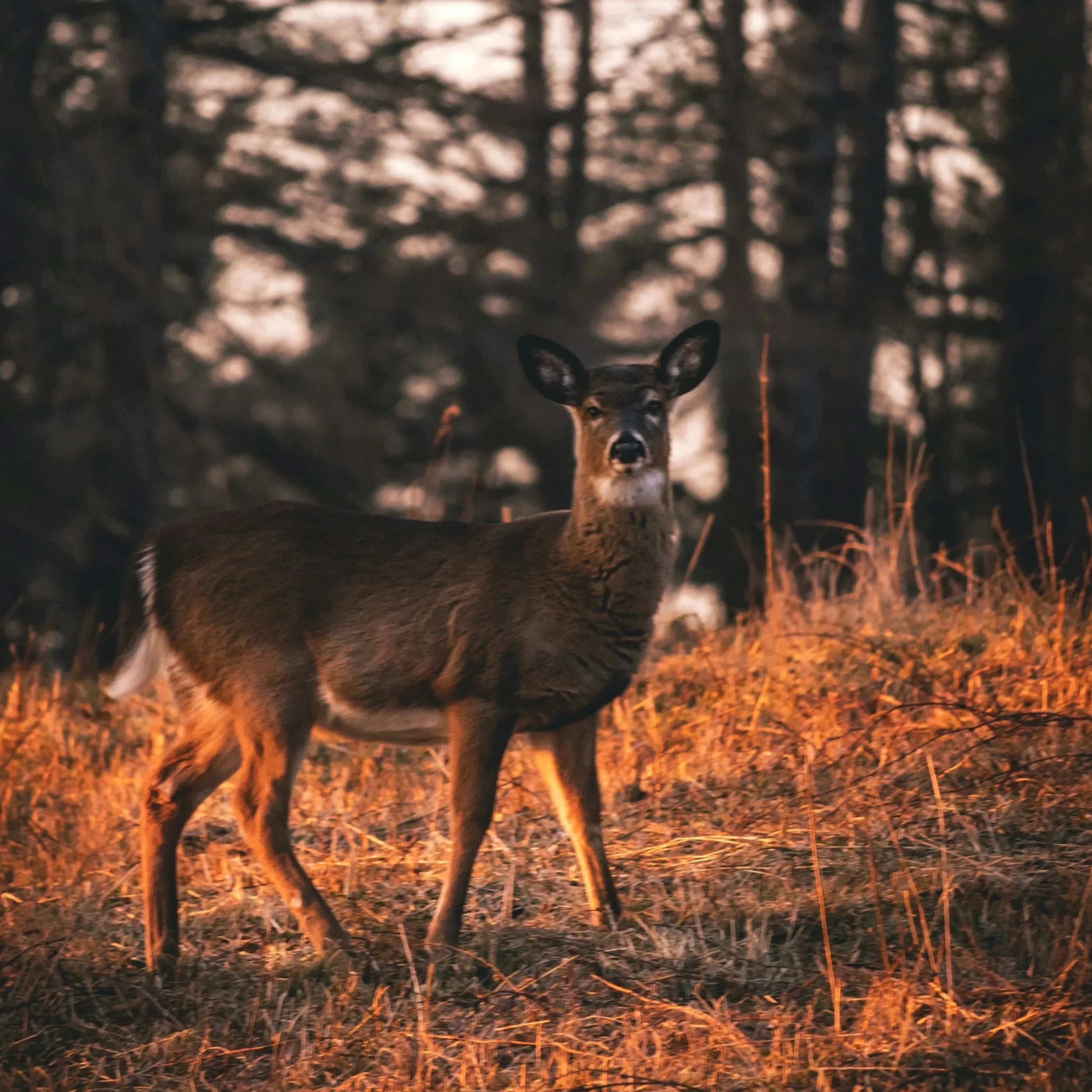 Deer standing in a sunlit forest — explore nature photography.