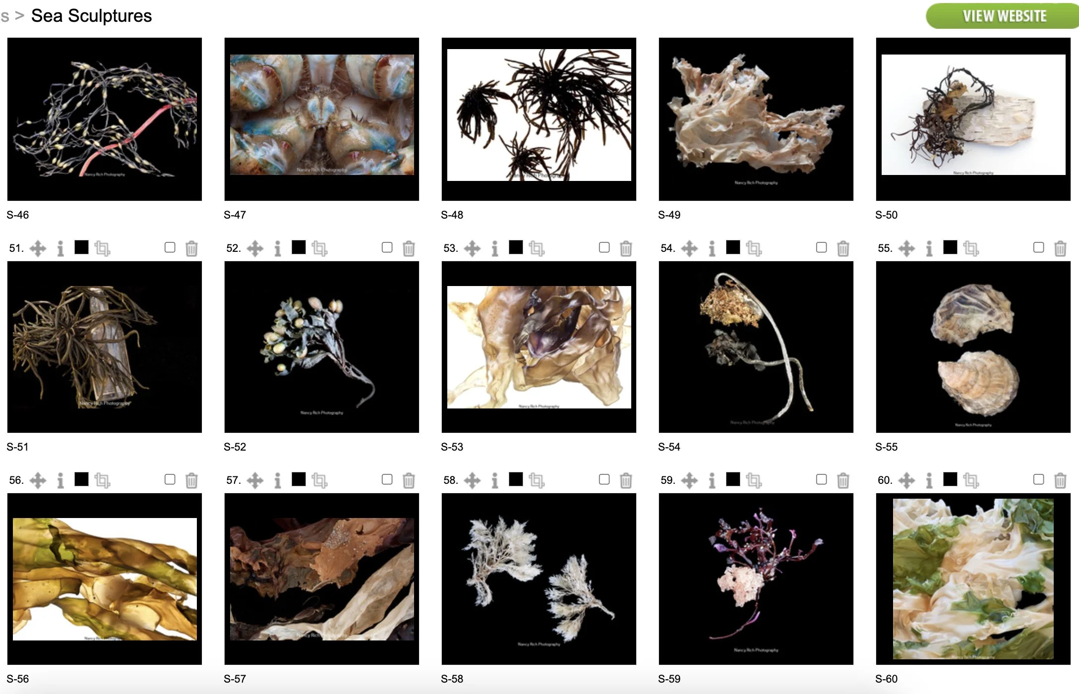 Sea Sculptures4-Screenshot 2025-10-20 at 2.55.29 PM.jpg