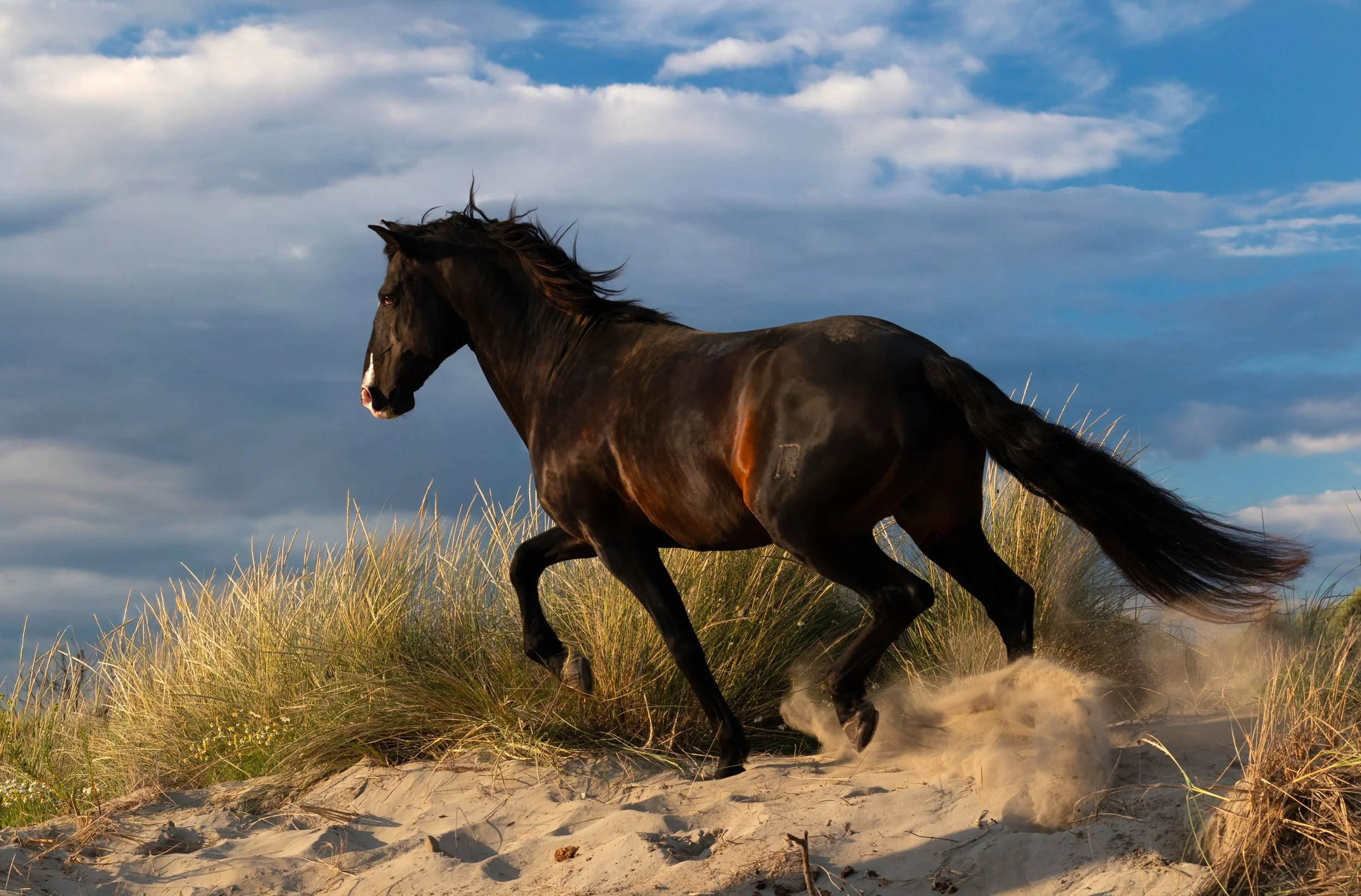 10_10- Black Beauty on the Run-AltA copy-DeNoiseAI-severe-noise copy 2.jpg