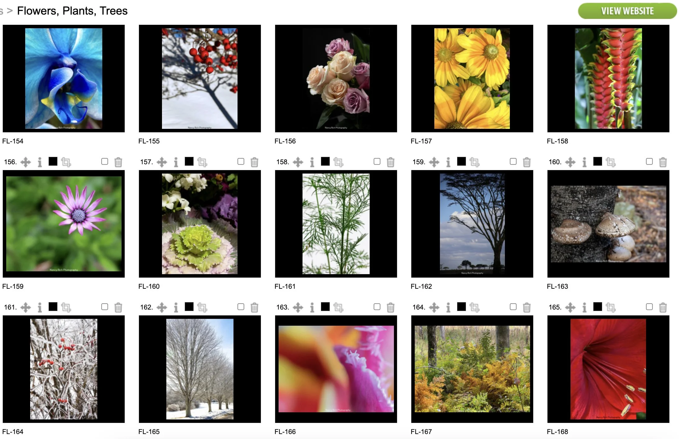 Flowers11-Screenshot 2025-10-21 at 7.01.51 AM copy.jpg