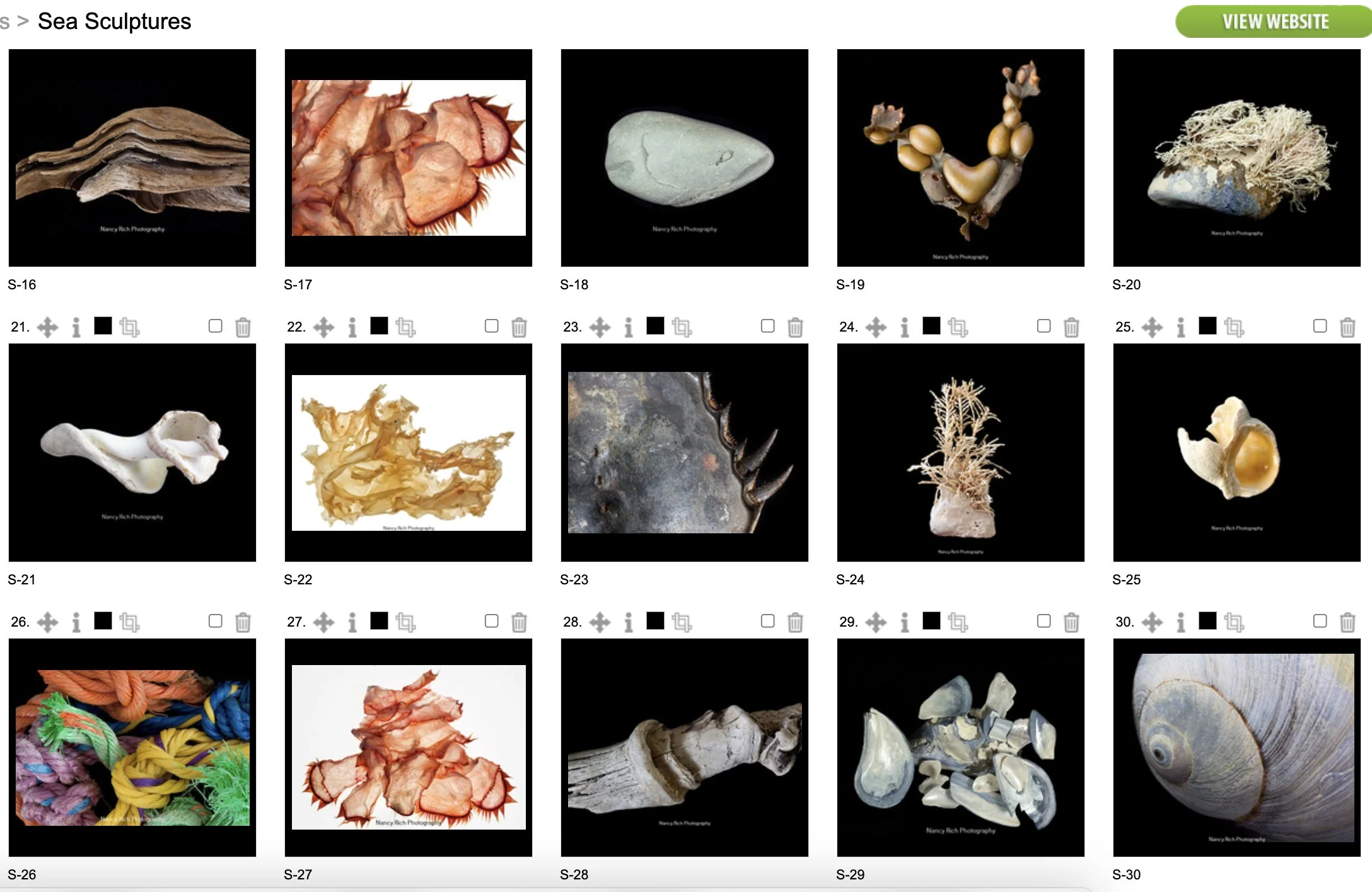 Sea Sculptures2-Screenshot 2025-10-20 at 2.54.48 PM.jpg