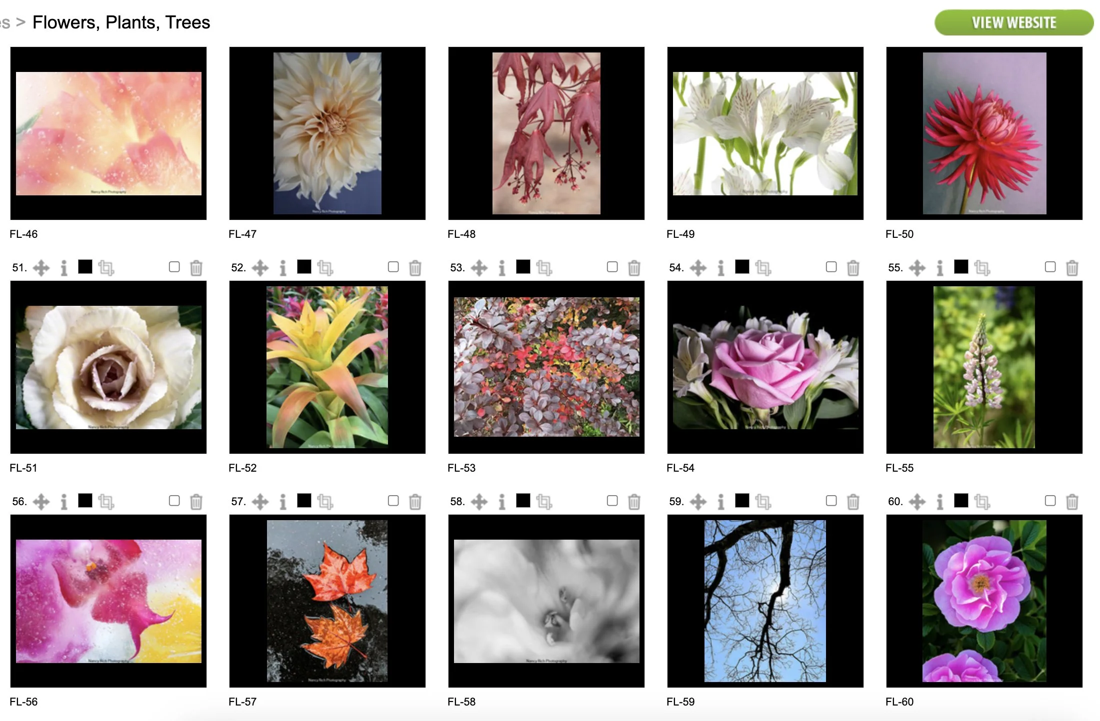 Flowers4-Screenshot 2025-10-21 at 7.00.53 AM copy.jpg
