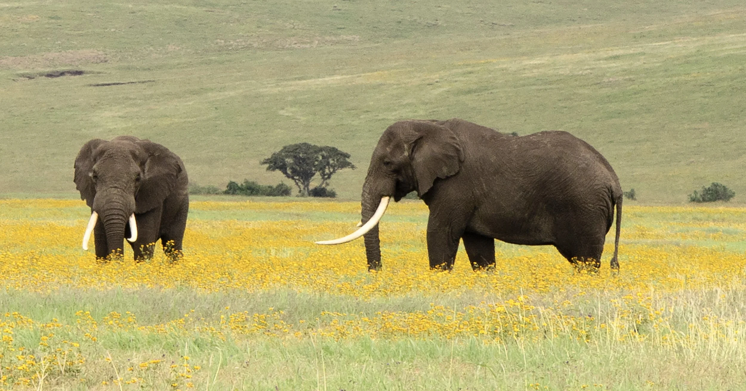 32_5- Two Elephants-alt3-NEW copy.jpg