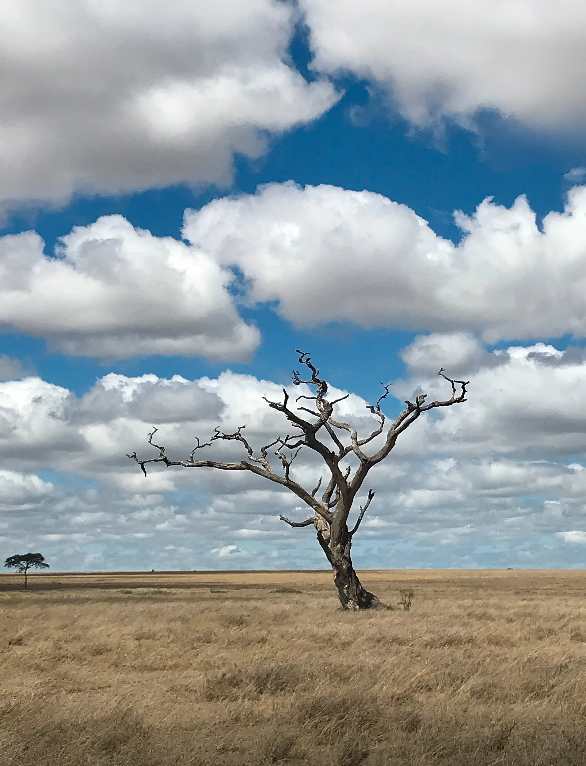 26_130- Solo Tree in Tanzania-unnamed copy-topaz-denoise-sharpen copy 2.jpg