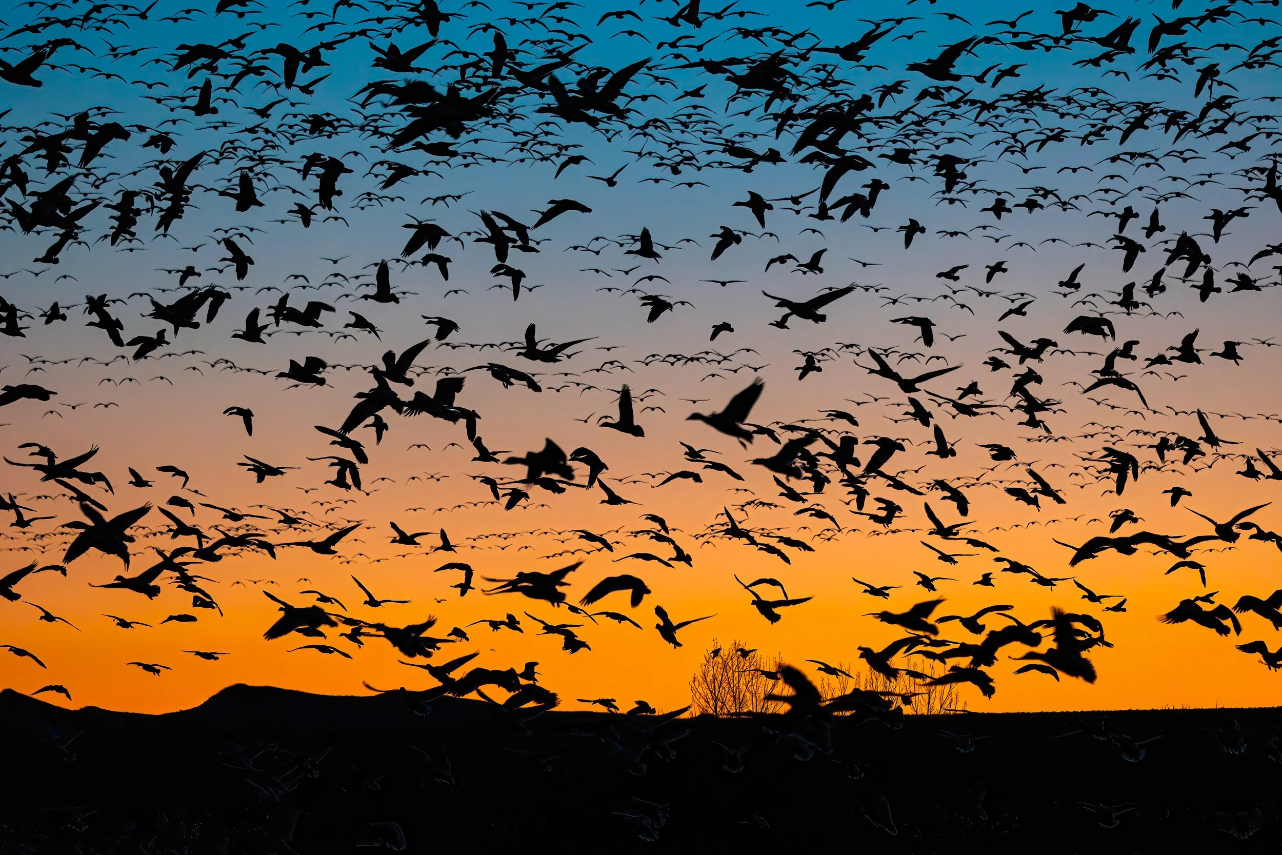 36_388- Bosque-Lift Off- MM-12 copy 3.jpg