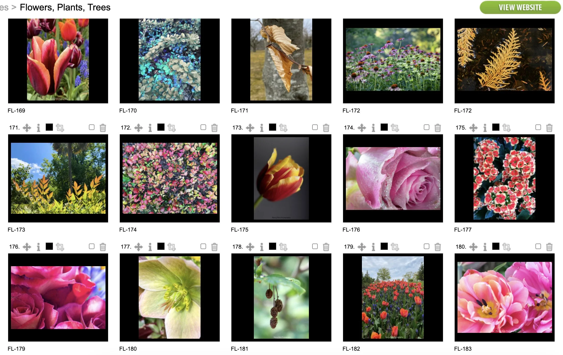 Flowers12-Screenshot 2025-10-21 at 7.01.59 AM copy.jpg