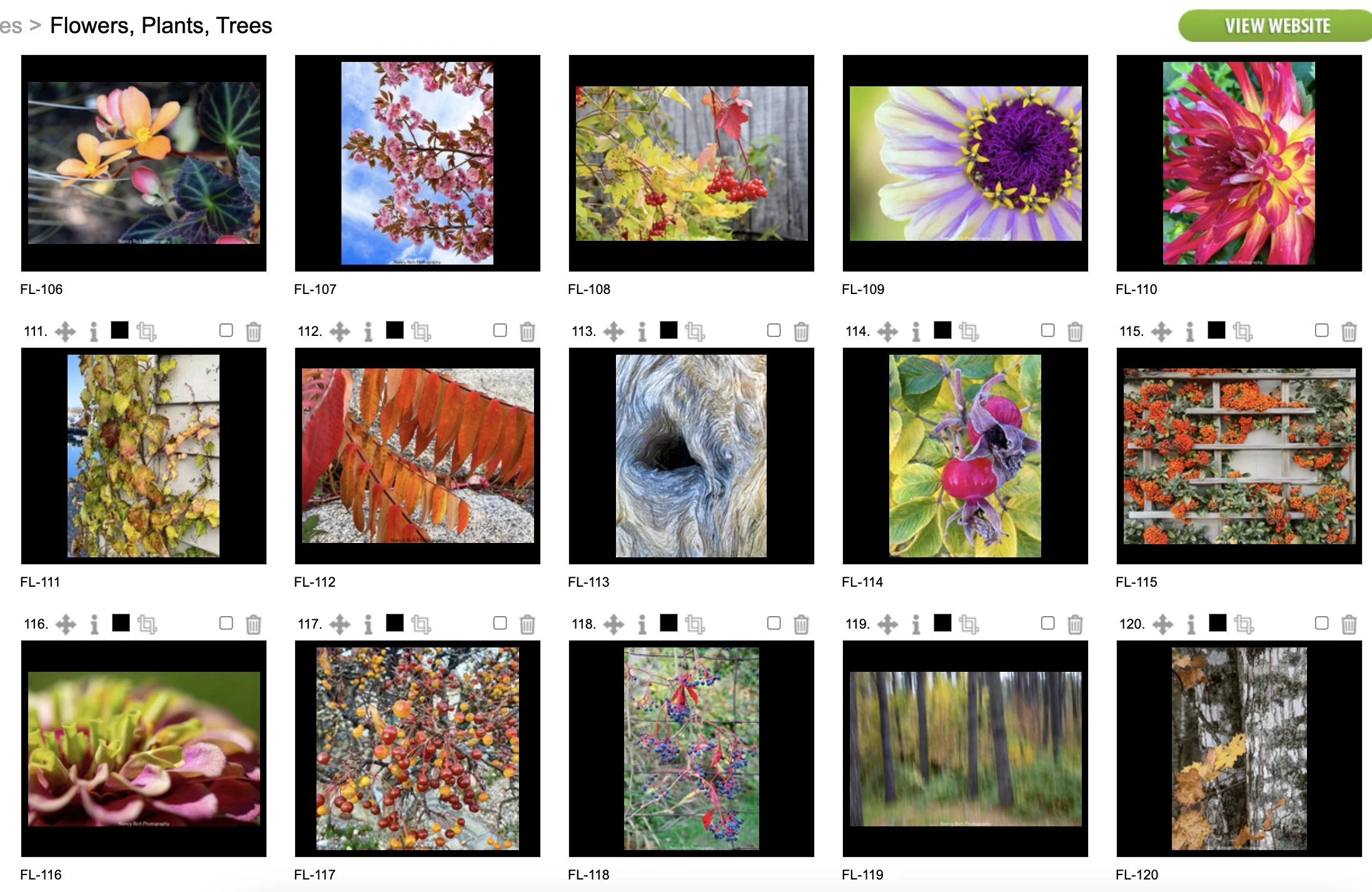 Flowers8-Screenshot 2025-10-21 at 7.01.26 AM copy.jpg
