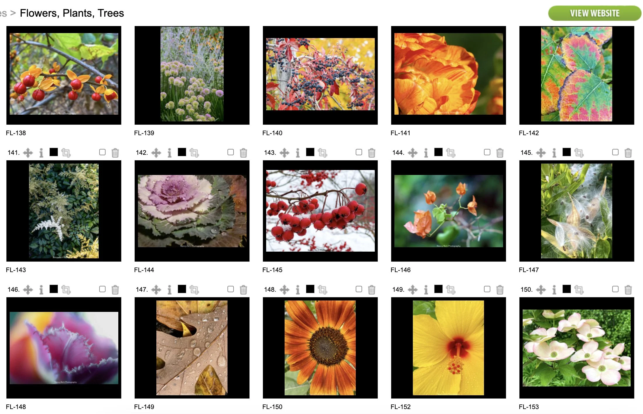 Flowers10-Screenshot 2025-10-21 at 7.01.42 AM copy.jpg