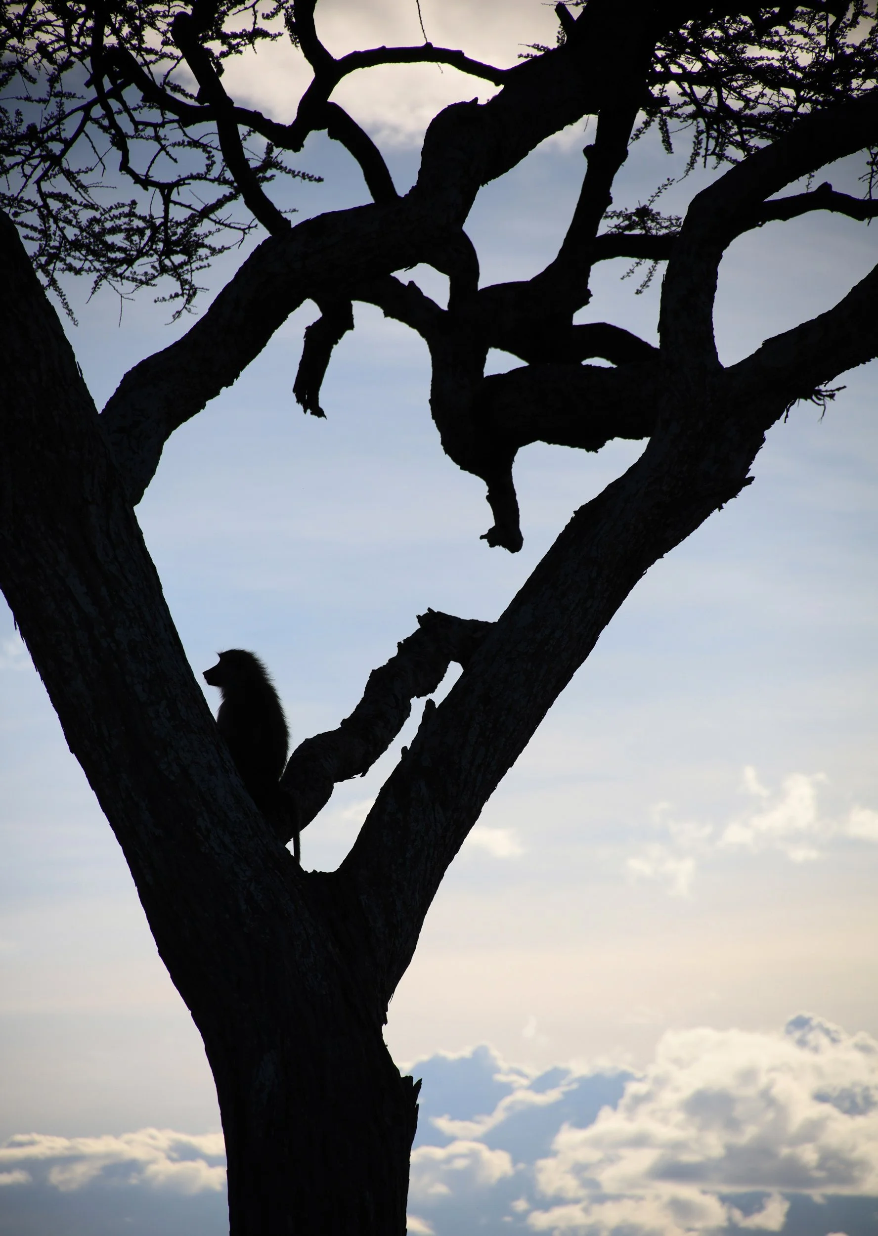 08_9- Baboon in Tree copy 3.jpg