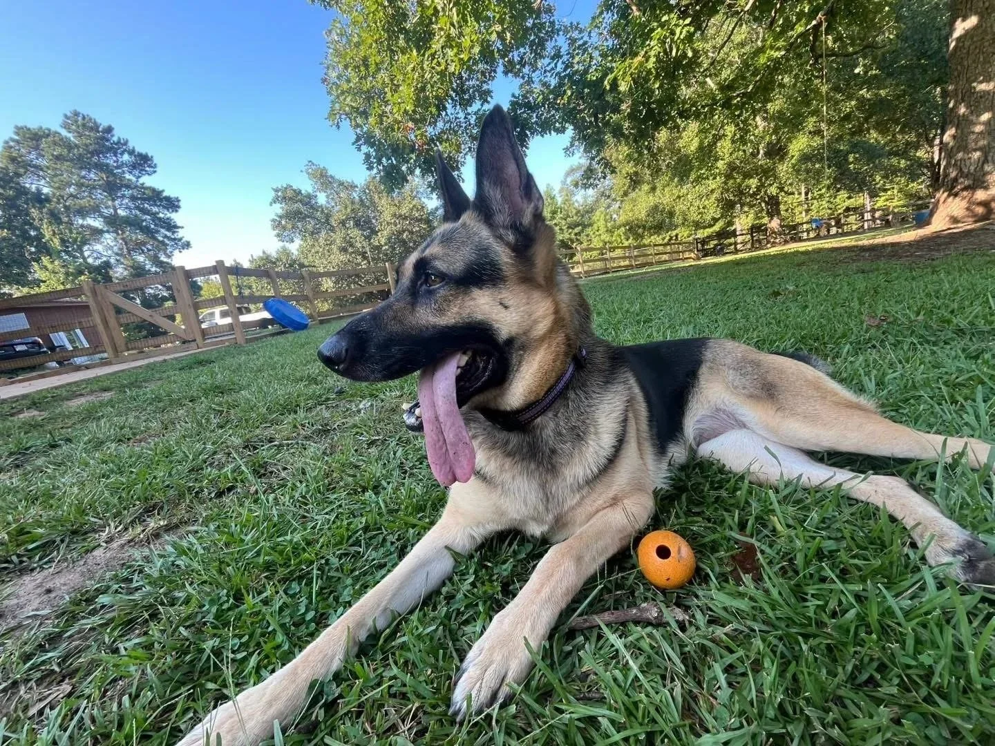 Daisy | Female | 5 Years