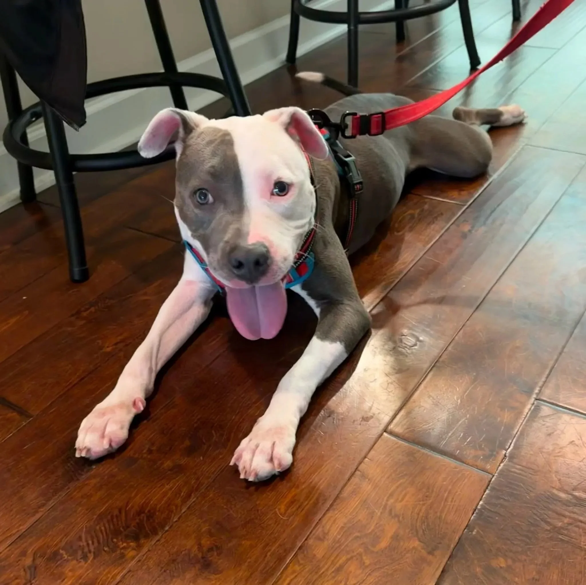 White and gray dog laying on hardwood floor