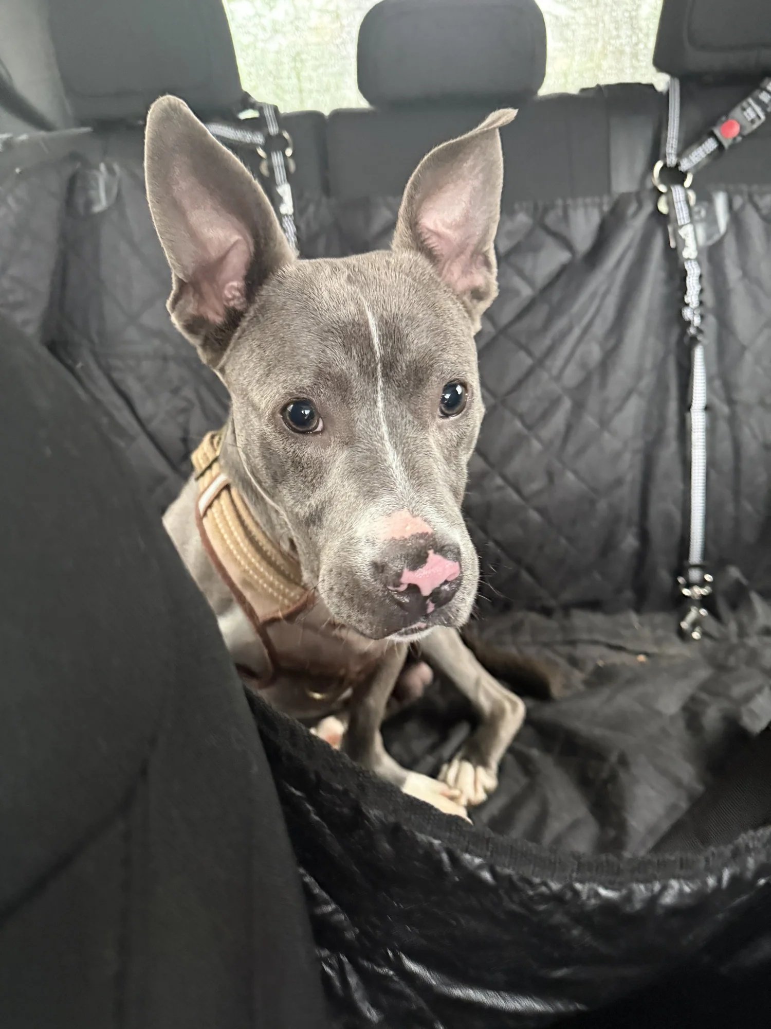 Sullivan | Male | 1 Year