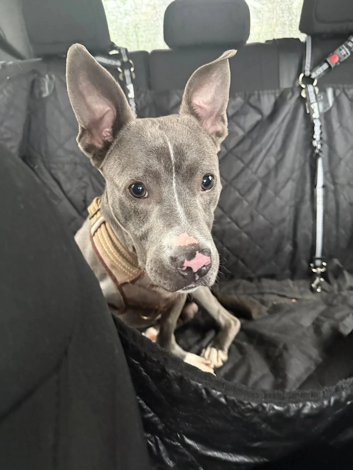 Dog in backseat of car
