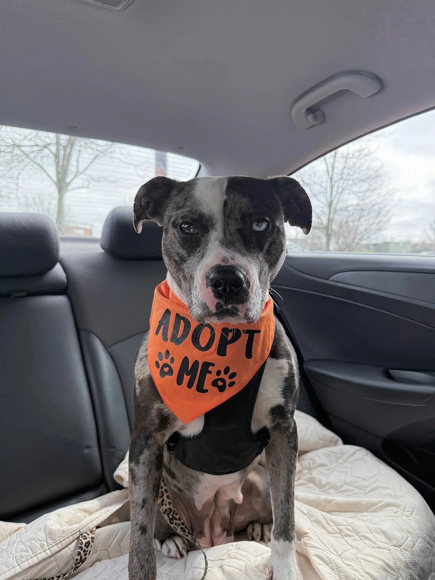 Tru | Female | 3 Years