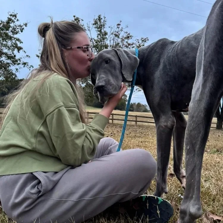 A woman sitting on the grass kissing a large, gray Great Dane puppy on the nose in an outdoor setting with a fenced field in the background.