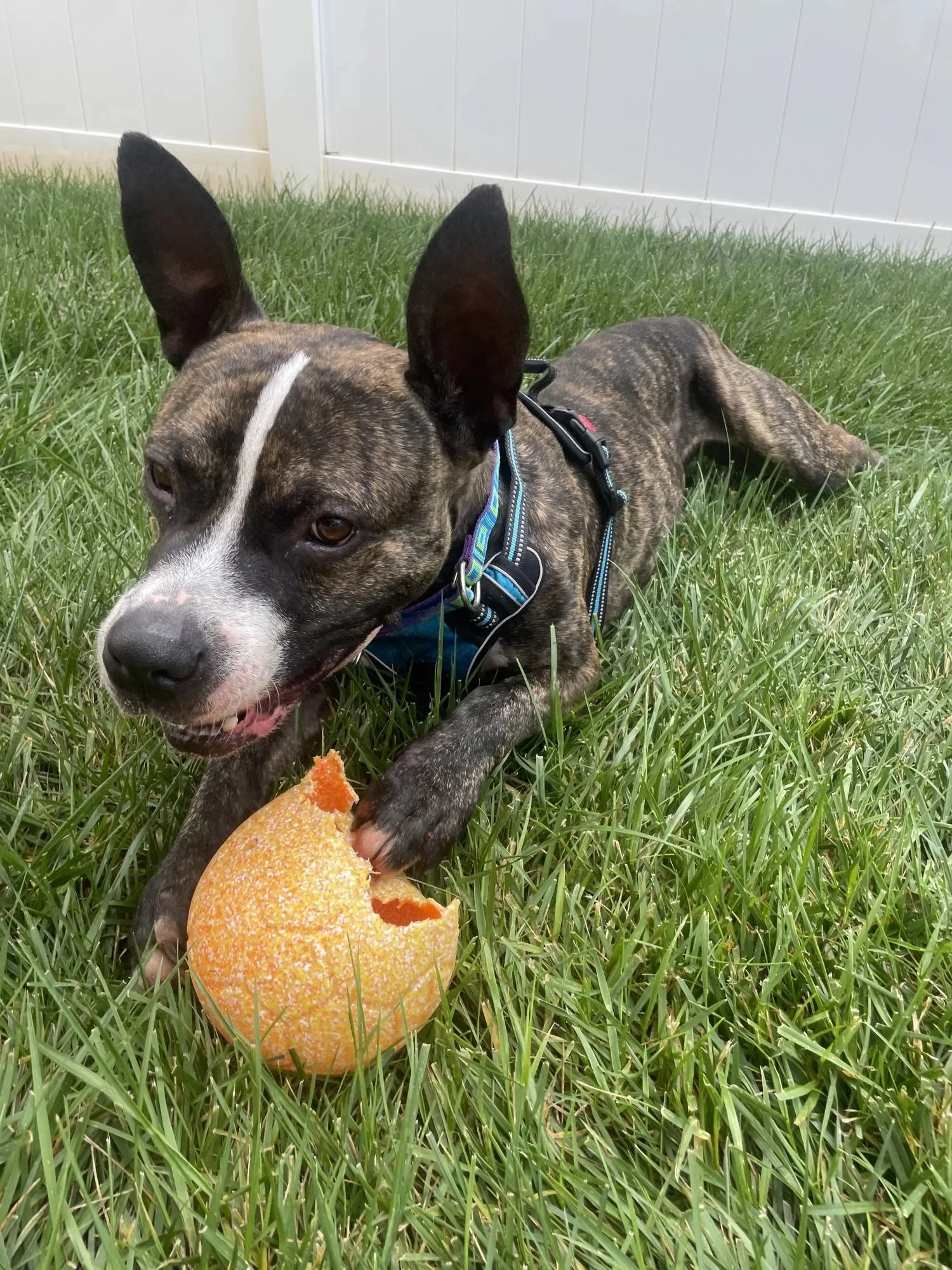 Roscoe | Male | 5 Years