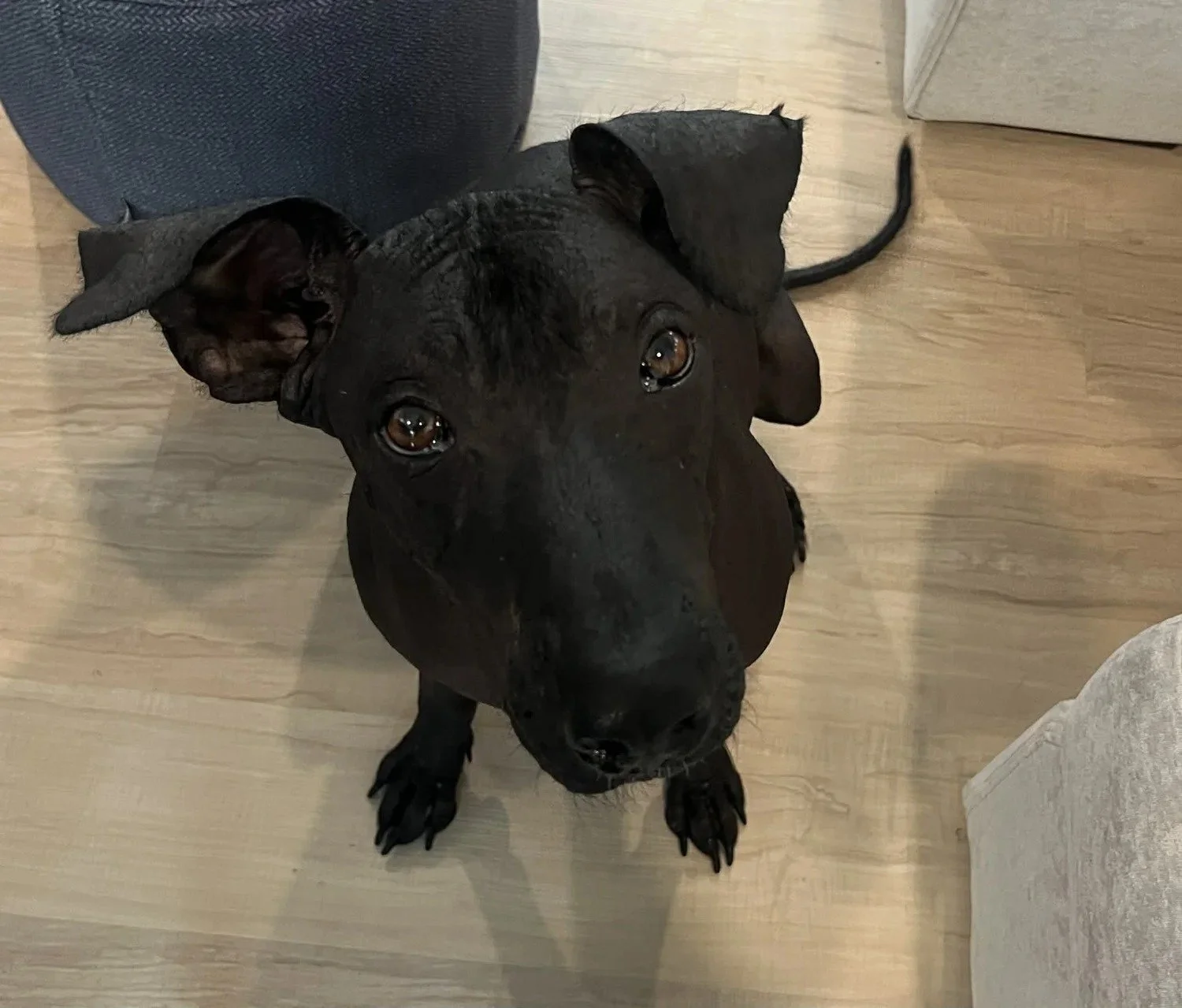 Chula