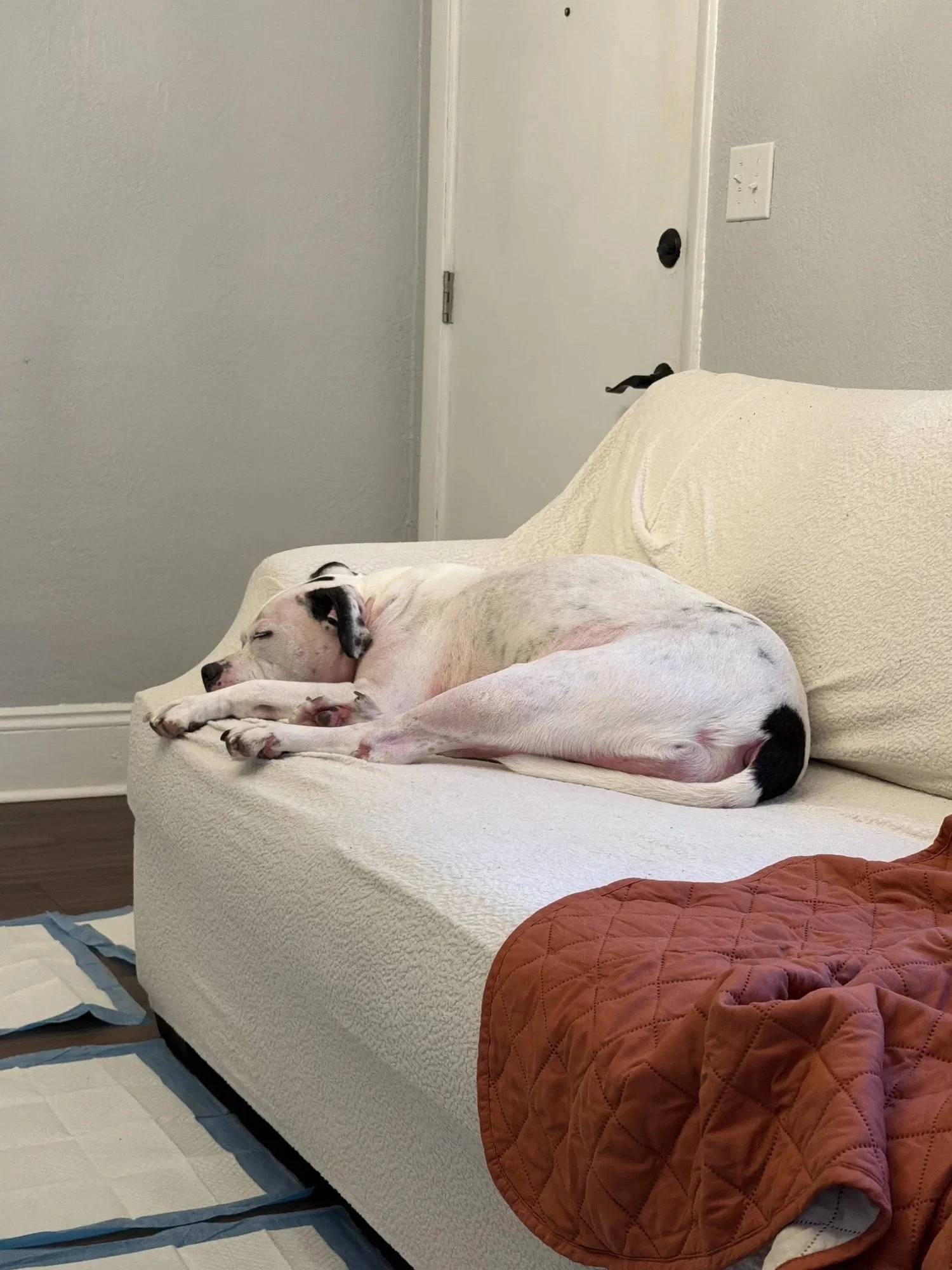 Chance | Male | 4 Years