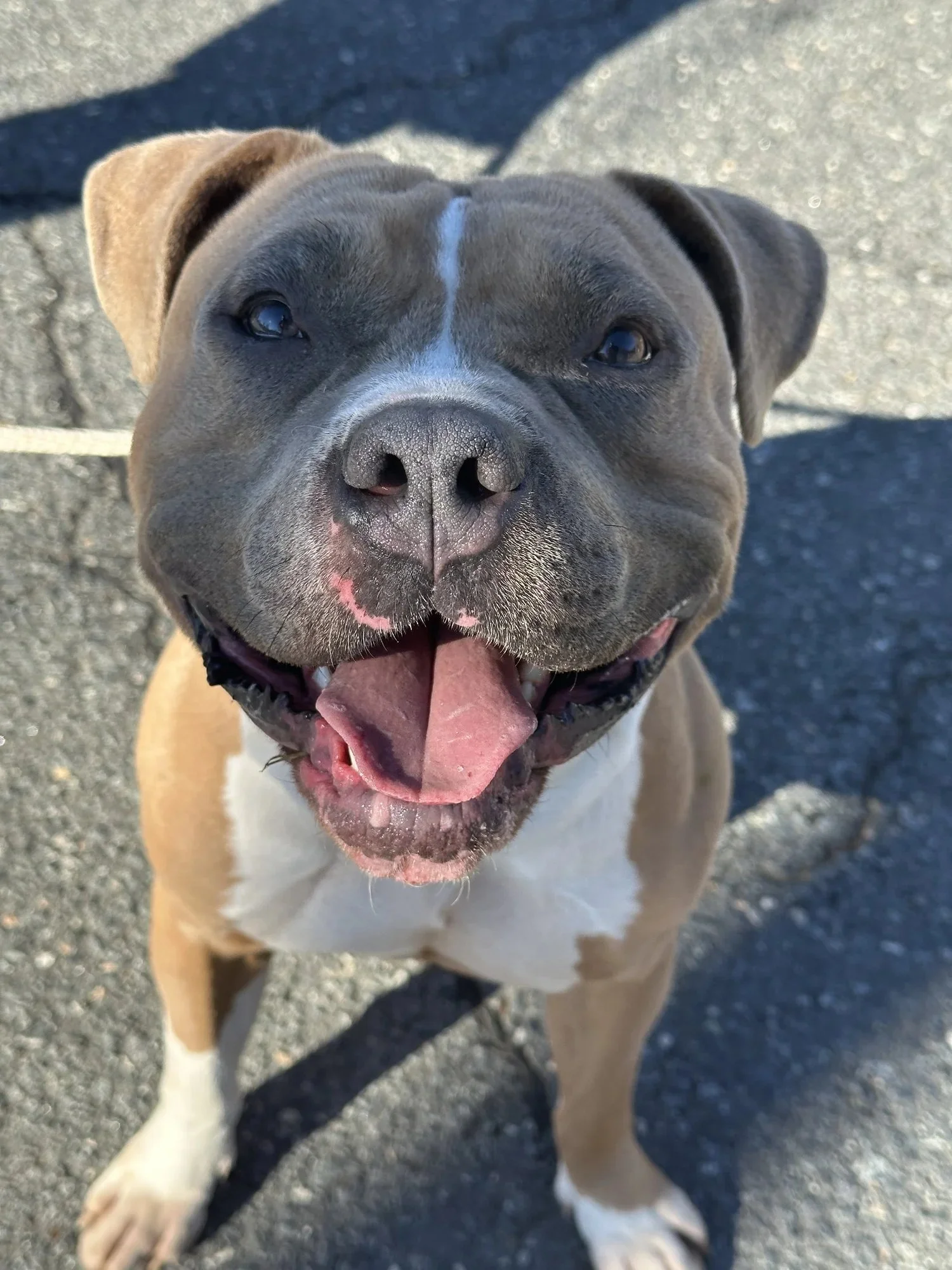 Ringo | Male | 3 Years