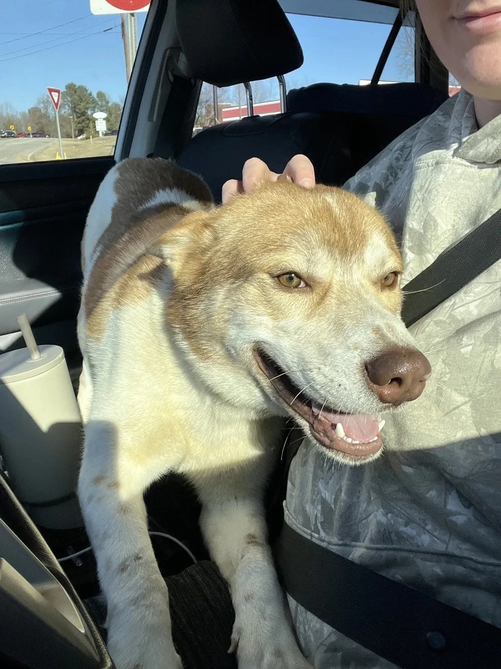 Biscuit