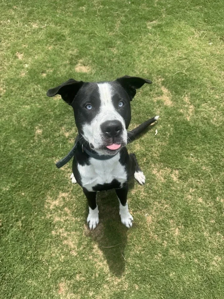 Oreo