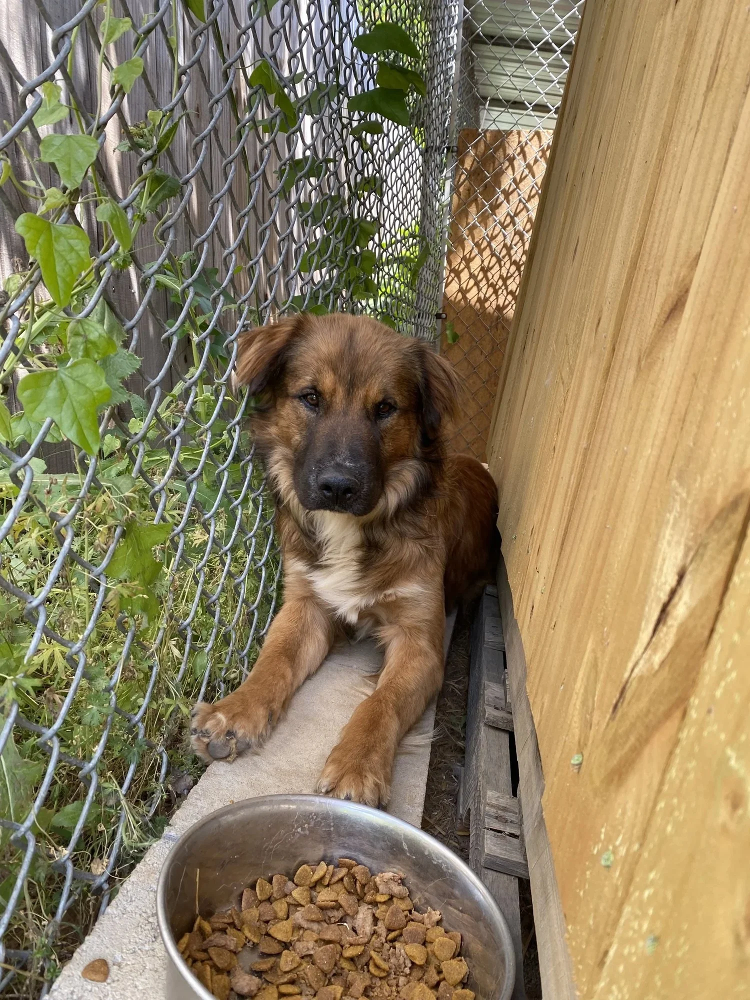 Cornbread | Male | 1 Year