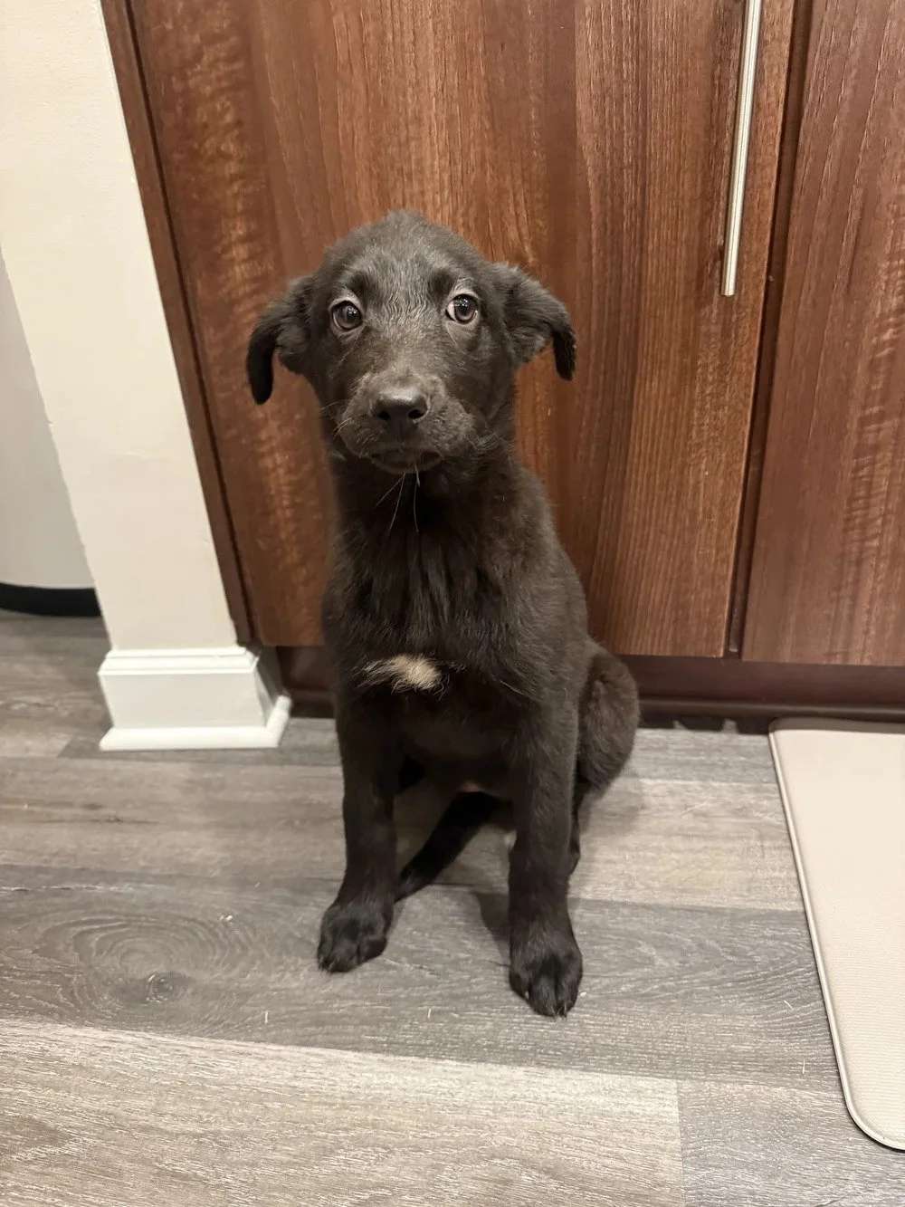 Stella