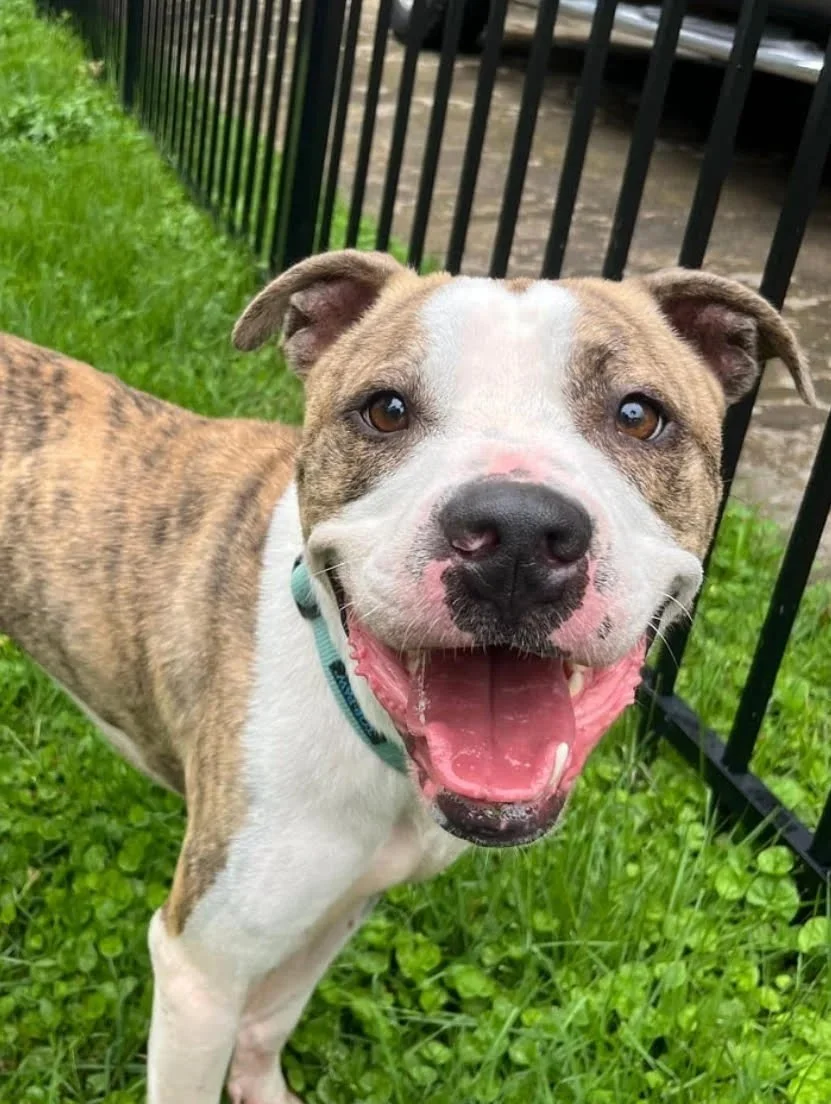 Lou | Male | 3 Years