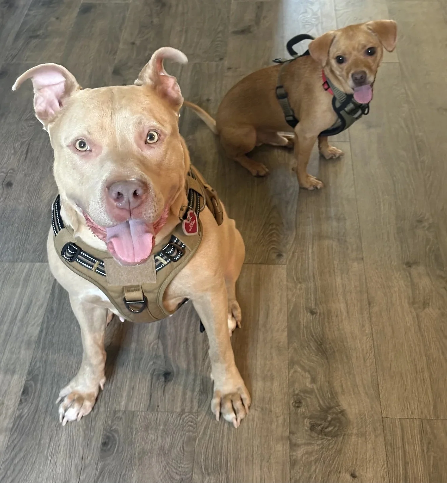 Sugar | Female | 2-3 Years