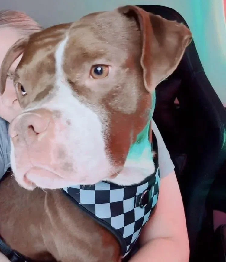 Baby Ruth | Female | 2 Years