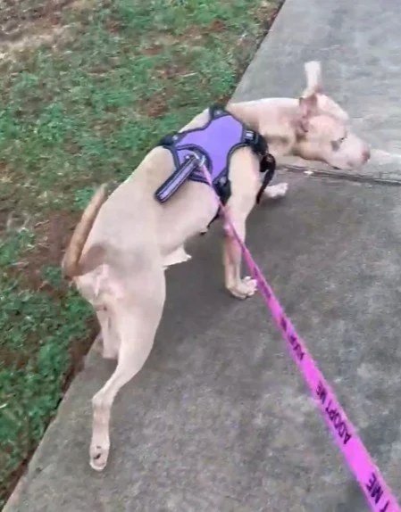 Maggie | Female | 2 Years