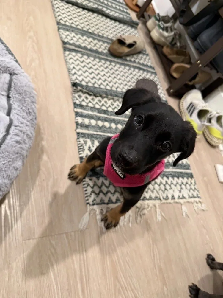 Mira